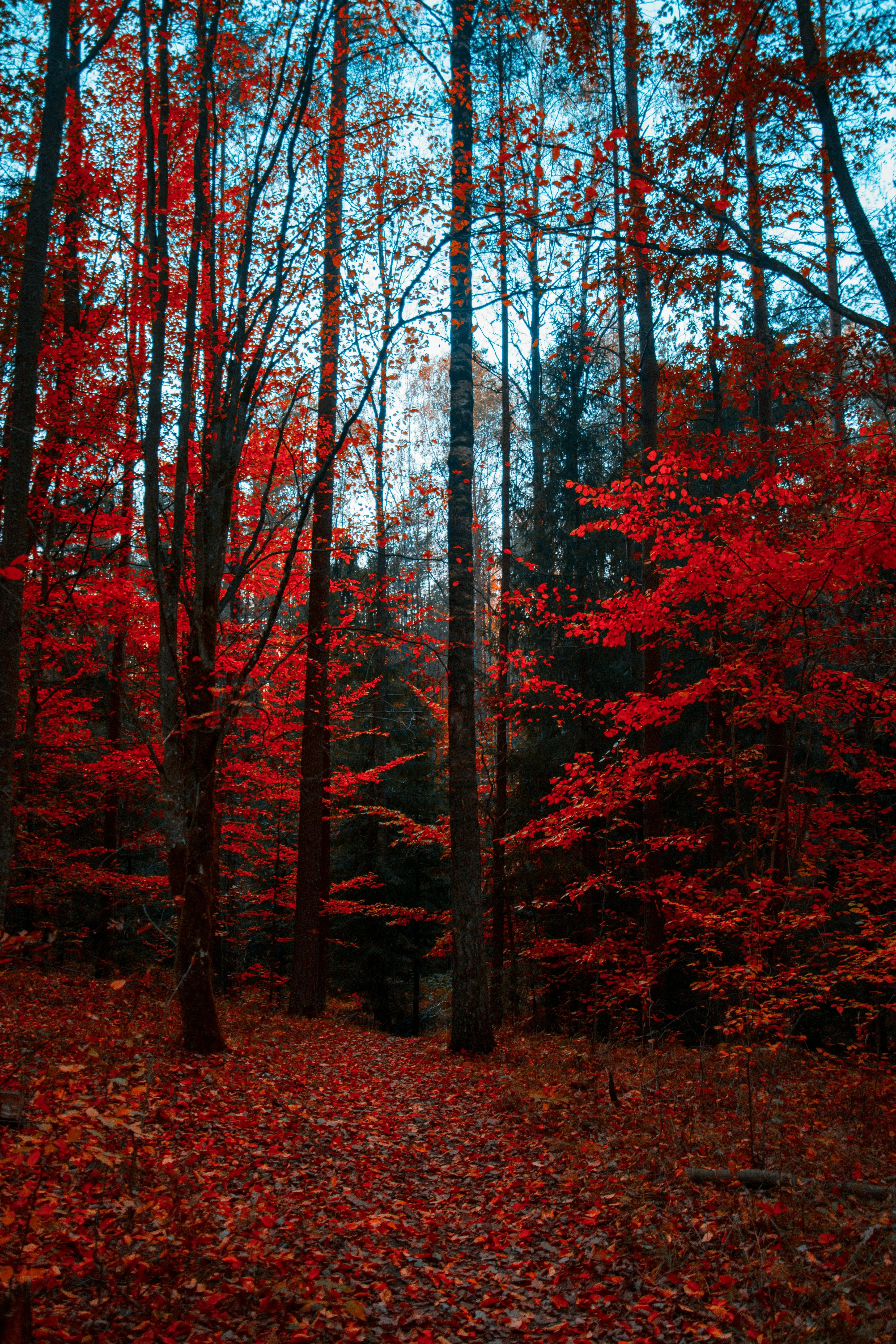 Bright Red Autumn Leaves in a Colorful Wooded Forest