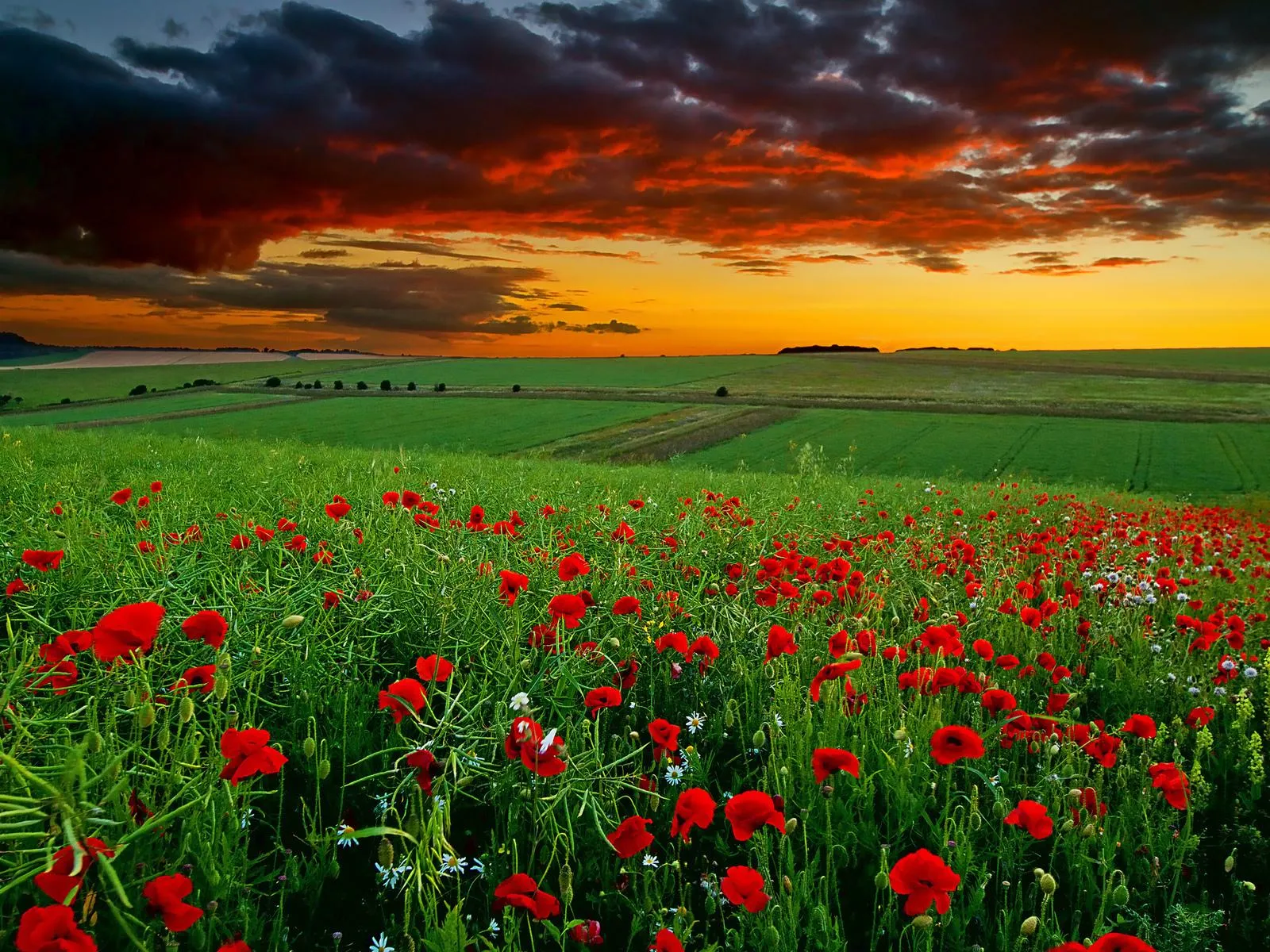 Bright Red Poppy Flowers Blooming in Open Green Field