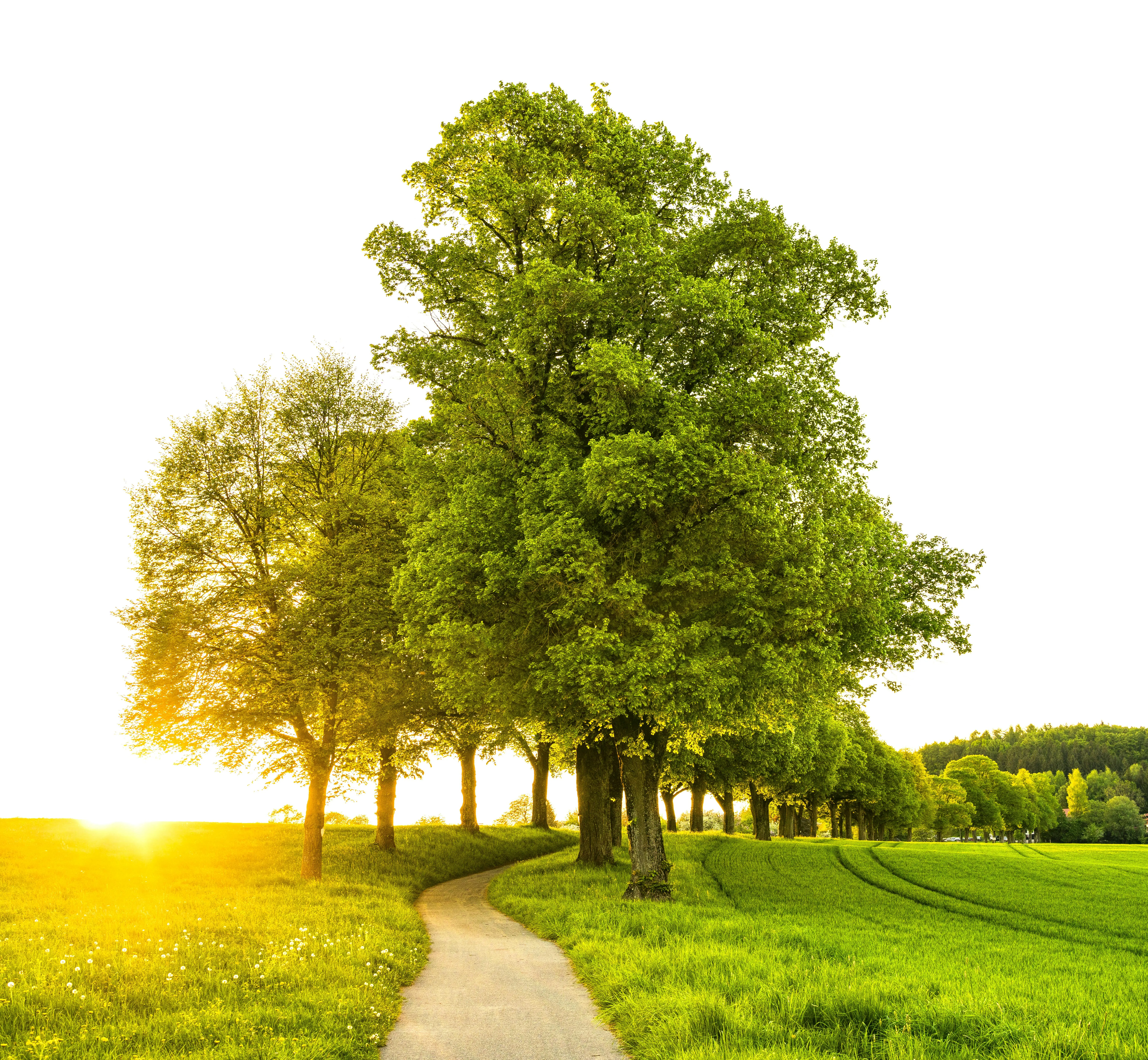 Bright Trees Lined with Sunshine and Light Cloudy Sky