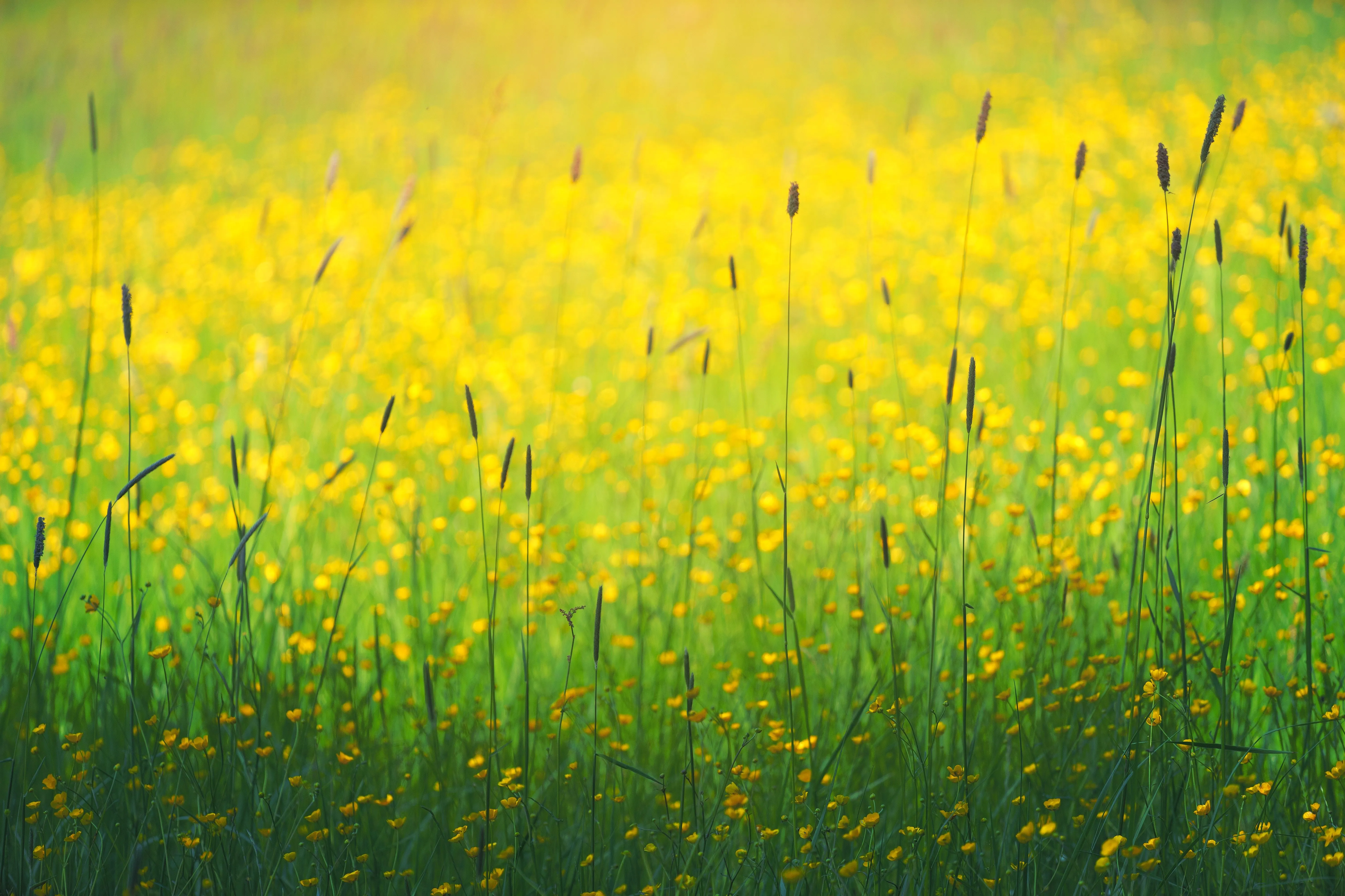 Bright Yellow Field of Wildflowers Under Clear Sky