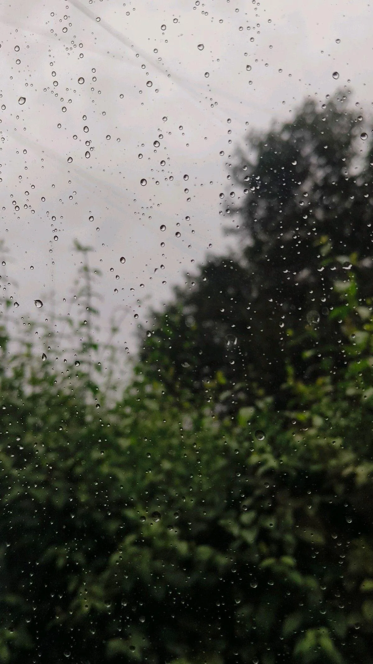 Bushes and Trees Wet with Fresh Rainfall Outdoors Walllpaper