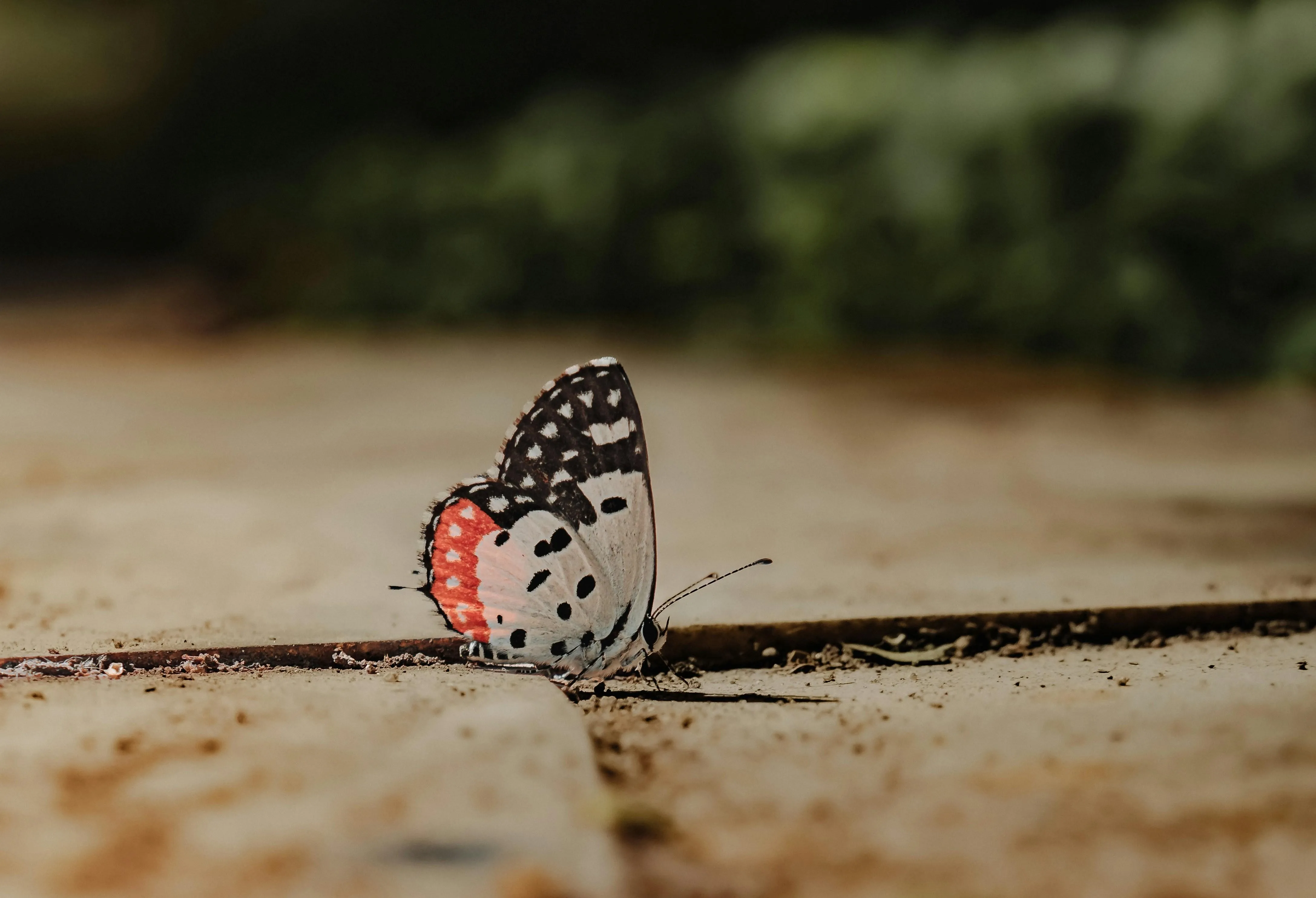 Butterfly Sitting on Ground in Natural Outdoor Light