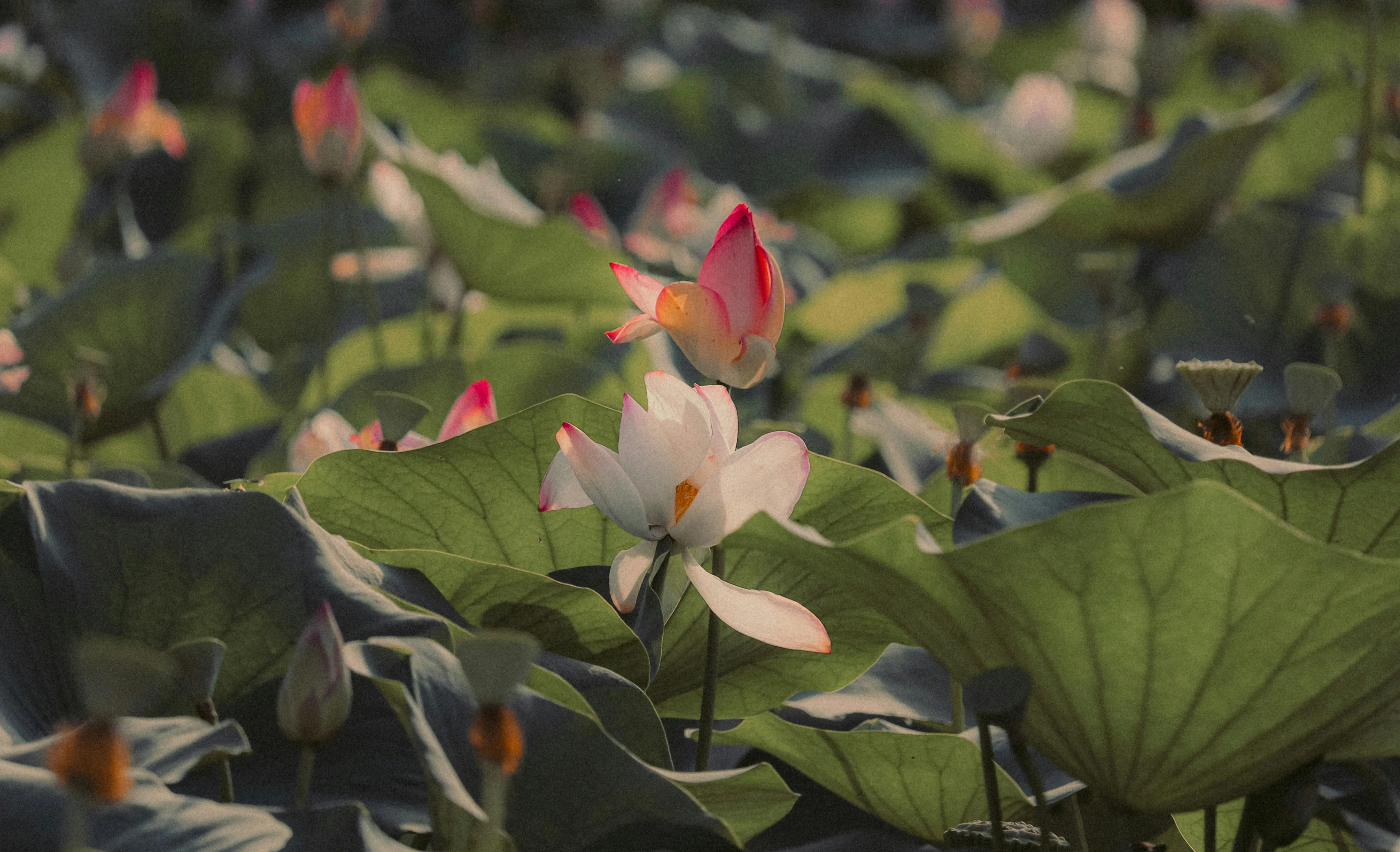 Butterfly sitting on pink flower in meadow Wallpaper
