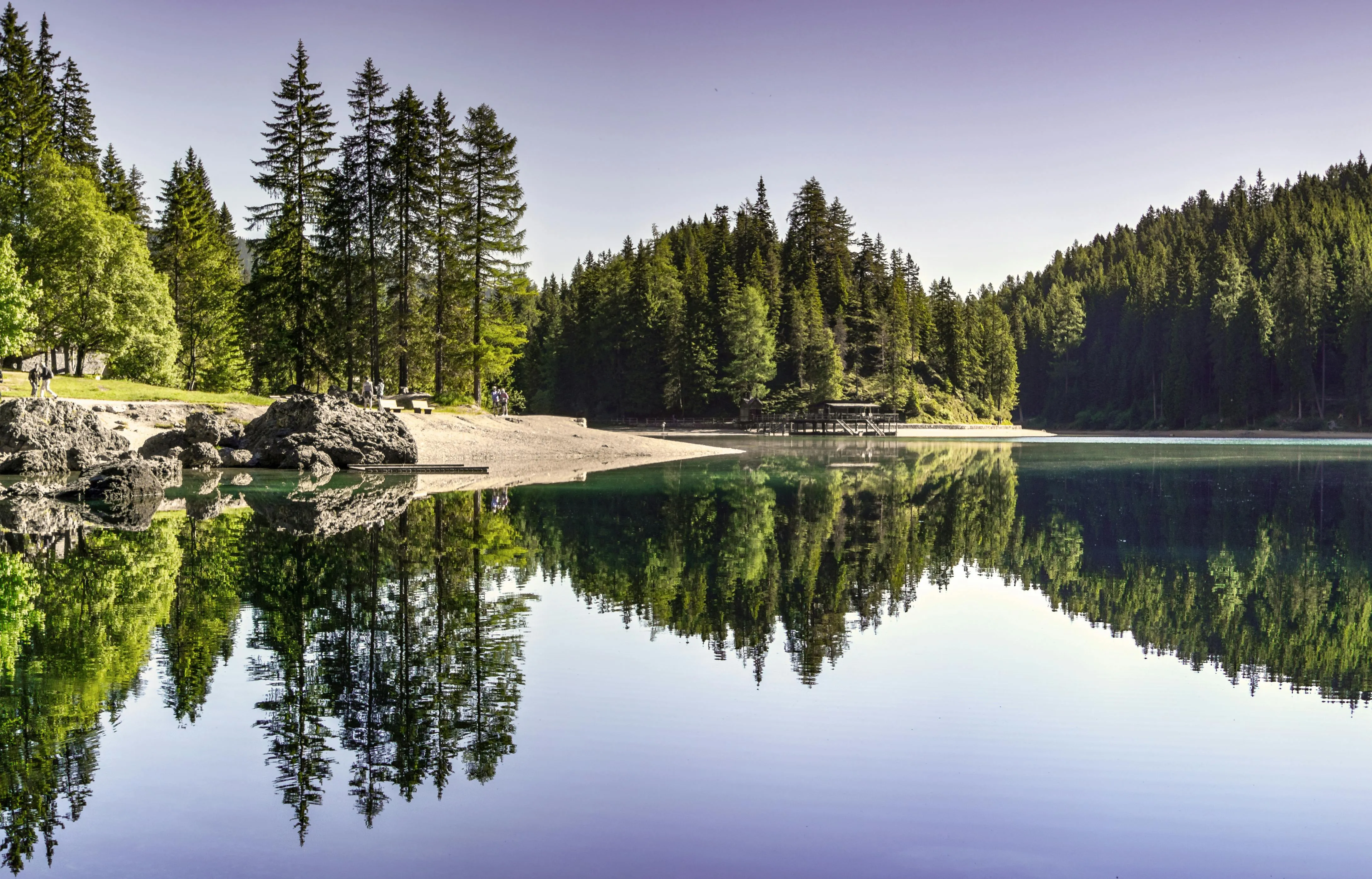 Calm Lake Reflecting Tall Pine Trees Under a Clear Blue Sky