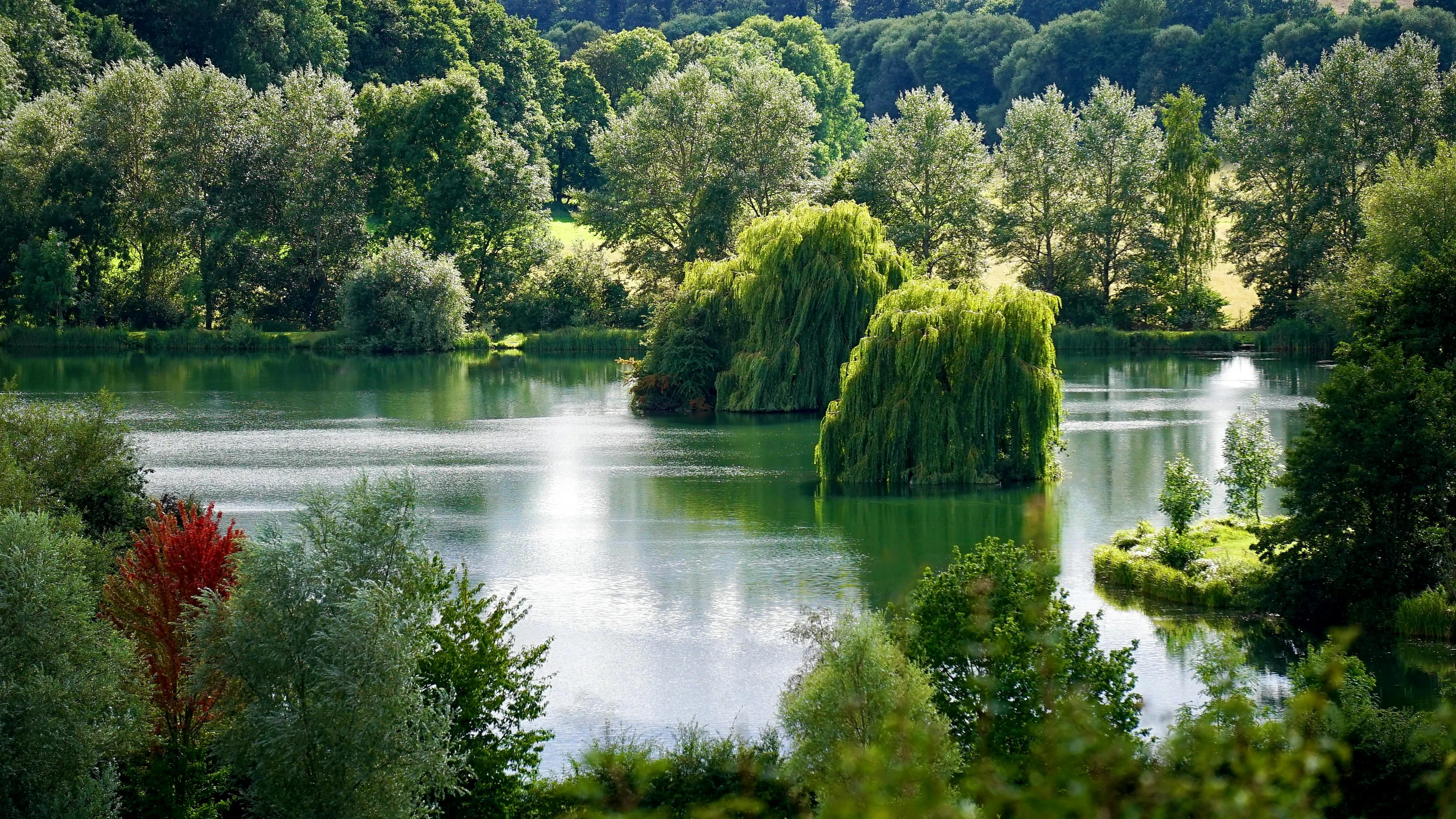 Calm Lake Surrounded by Green Forest Trees and Bushes