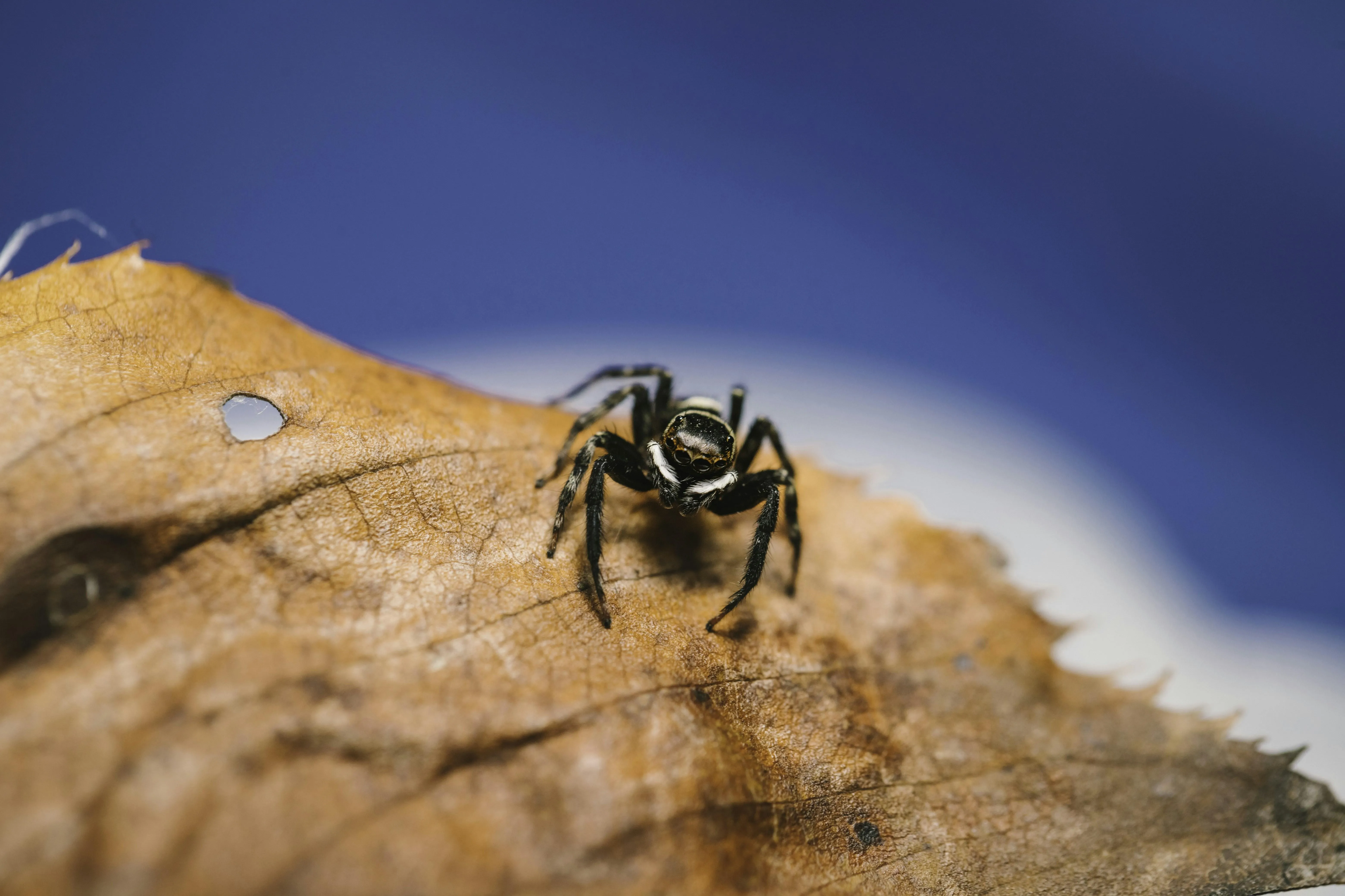 Camel Walking Alone on Sand Dunes in Desert Heat image