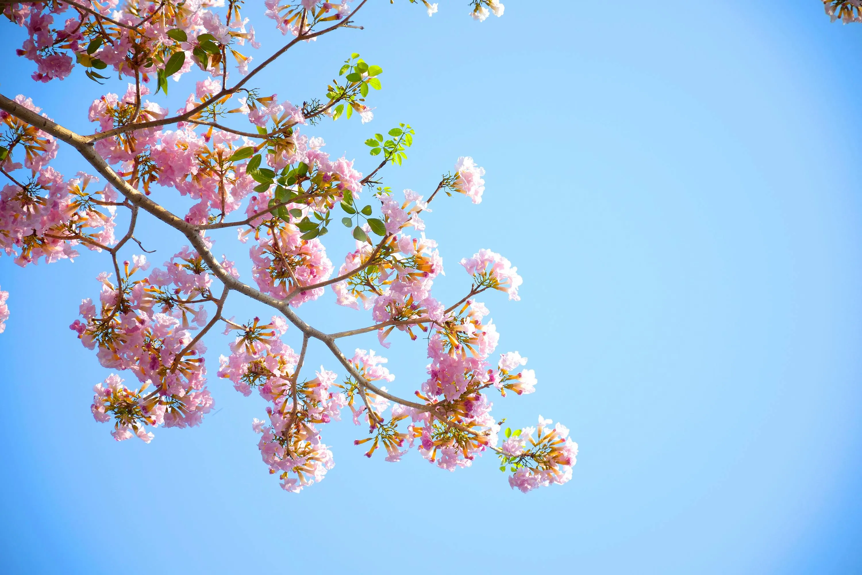 Cherry Blossom Branch Against Clear Blue Sky Wallpaper