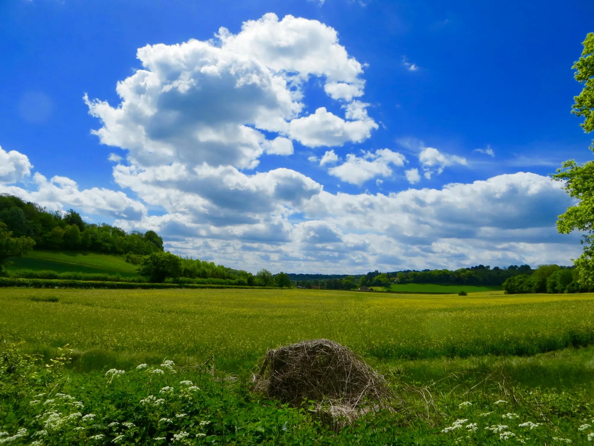Clear Day with Green Field and Bright White Clouds Image