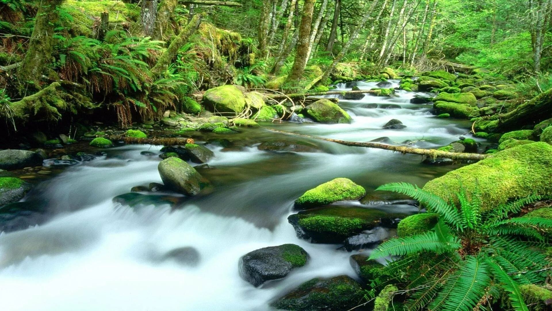 Clear Stream Flows Over Rocks in a Green Forest Wallpaper