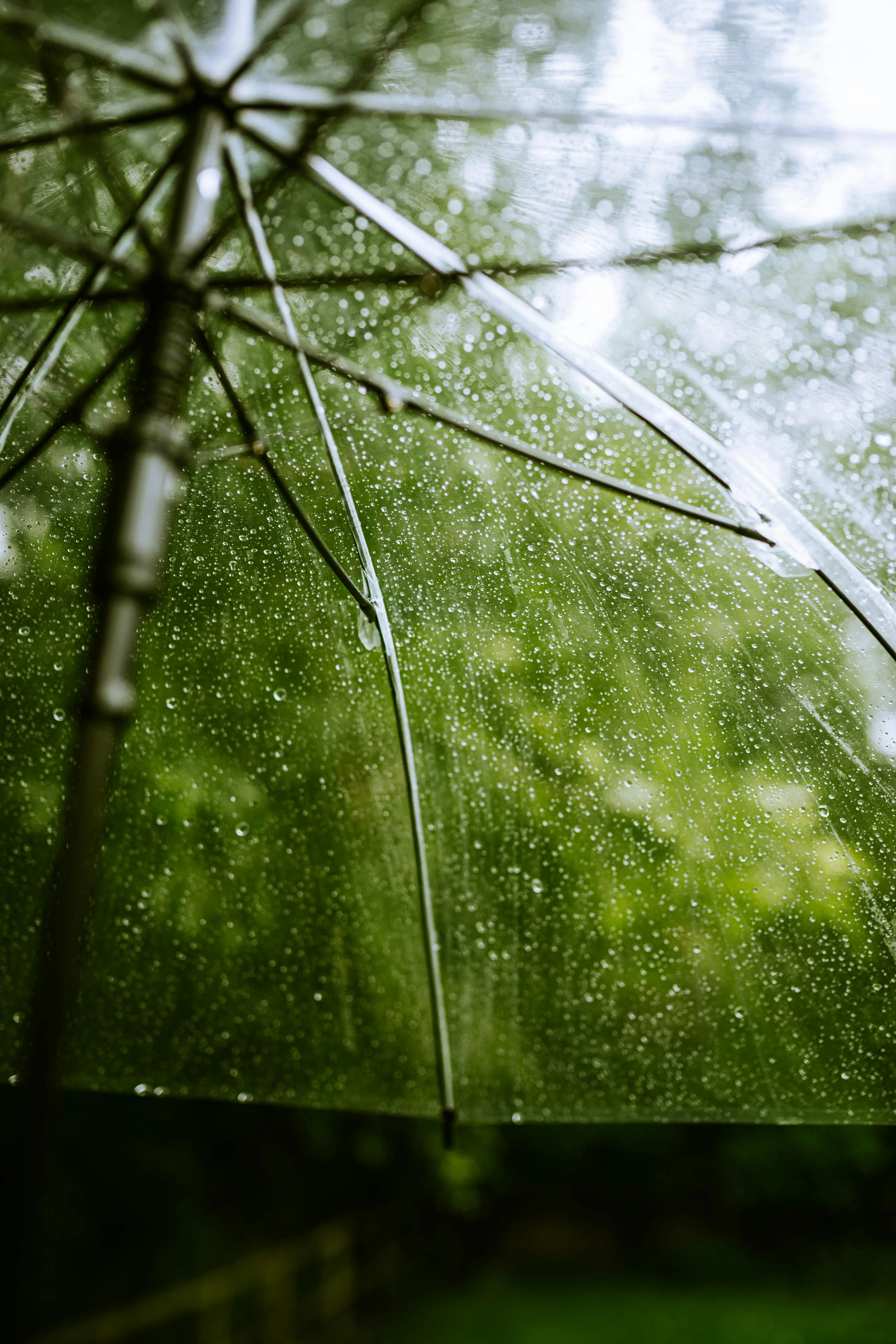 Clear Umbrella with Rain Droplets in Lush Green Background