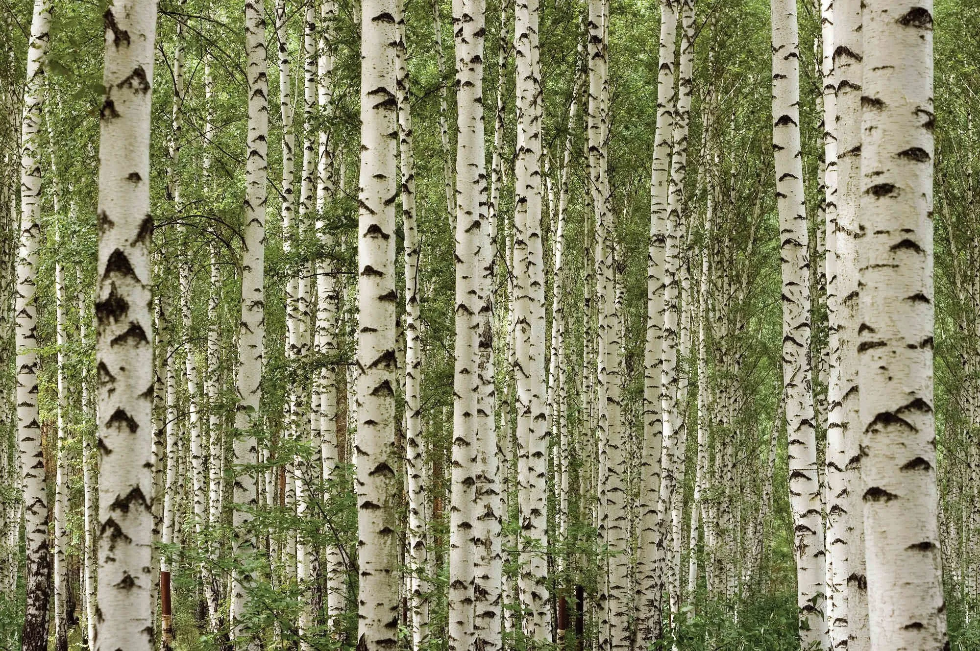 Close Up of Birch Tree Trunks Lined Up in Early Light