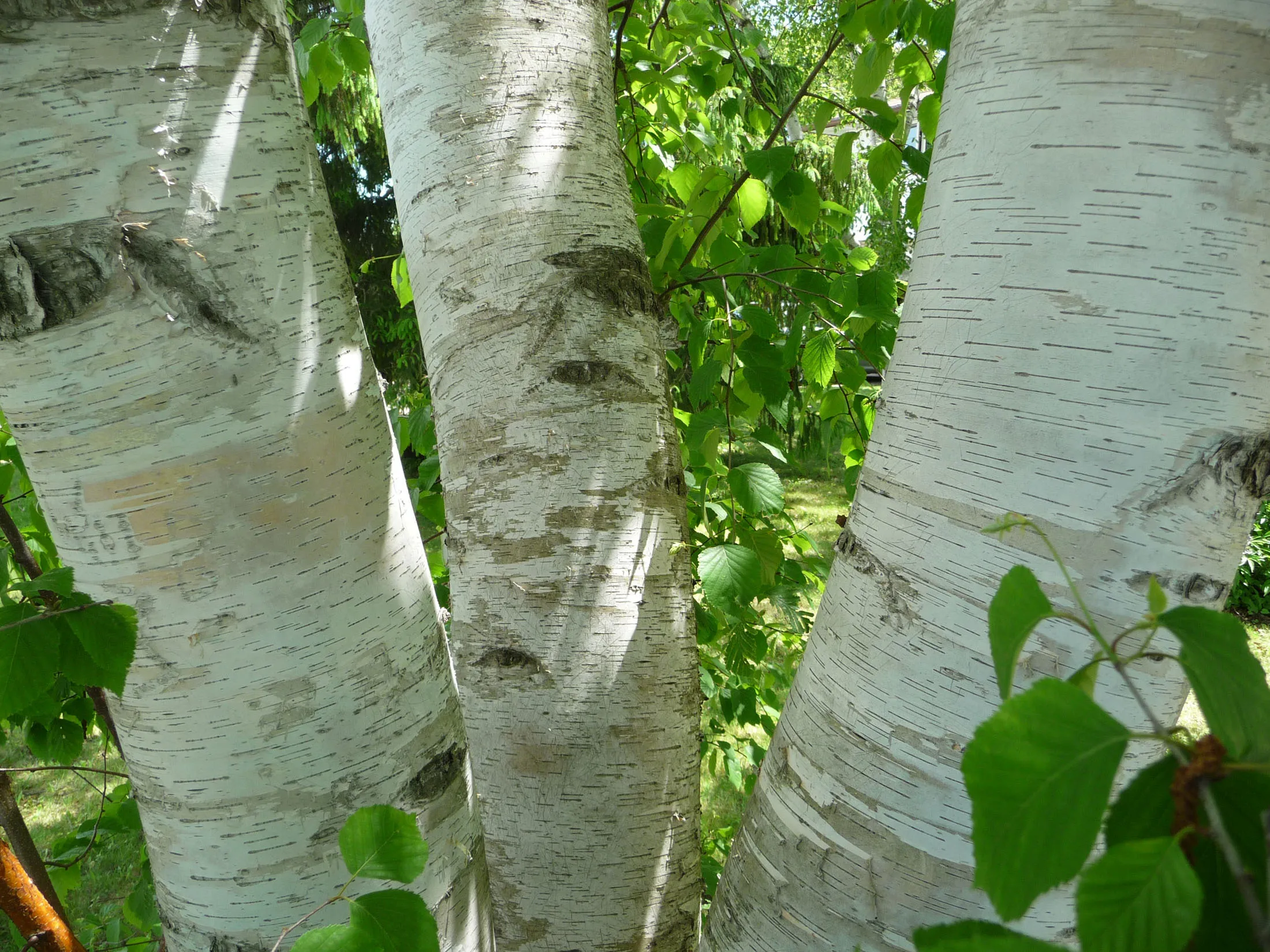 Close Up of Birch Trees with Green Leaves and Sunlight