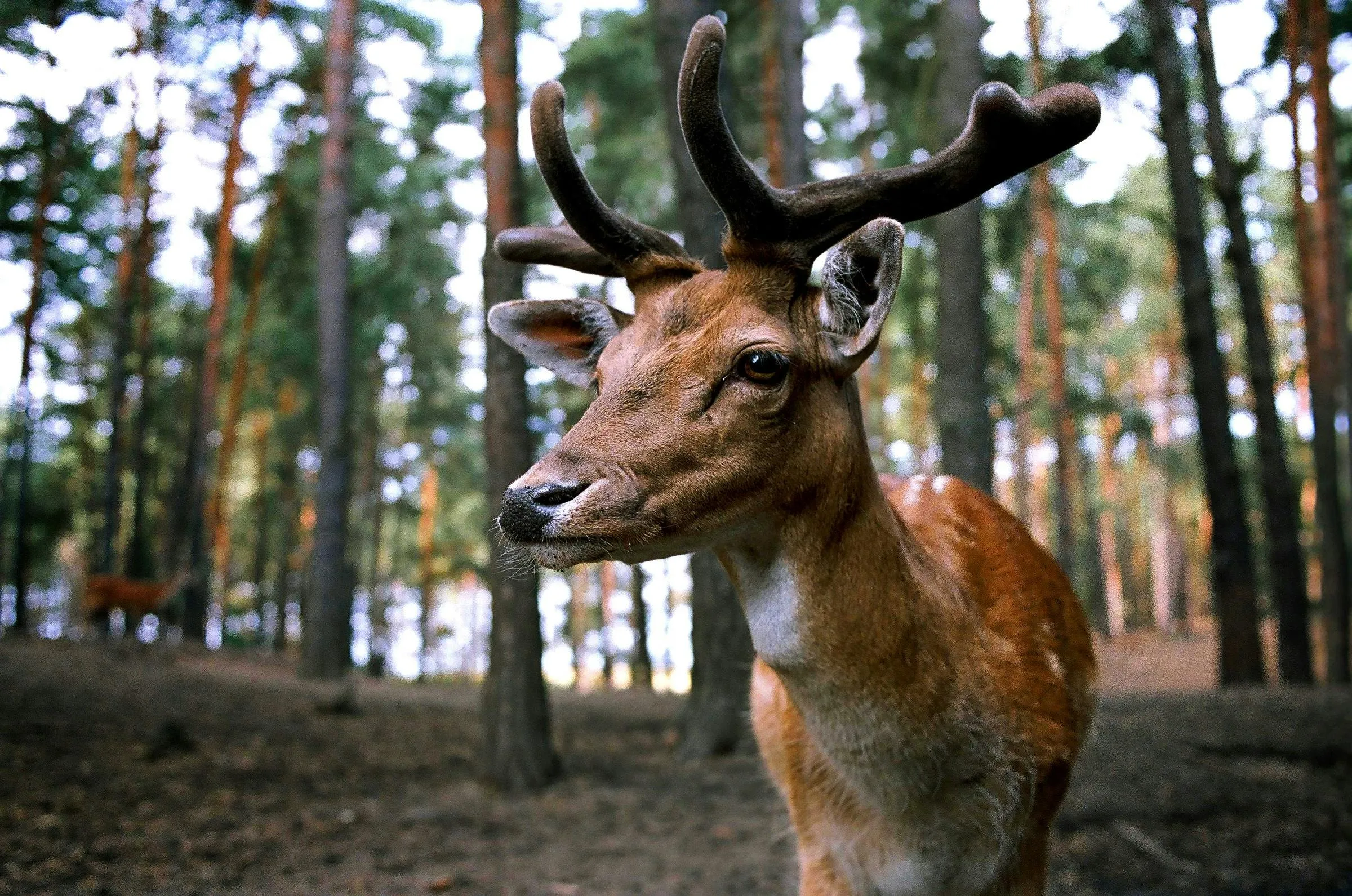 Close Up of a Deer Standing Alert in a Forest Clearing