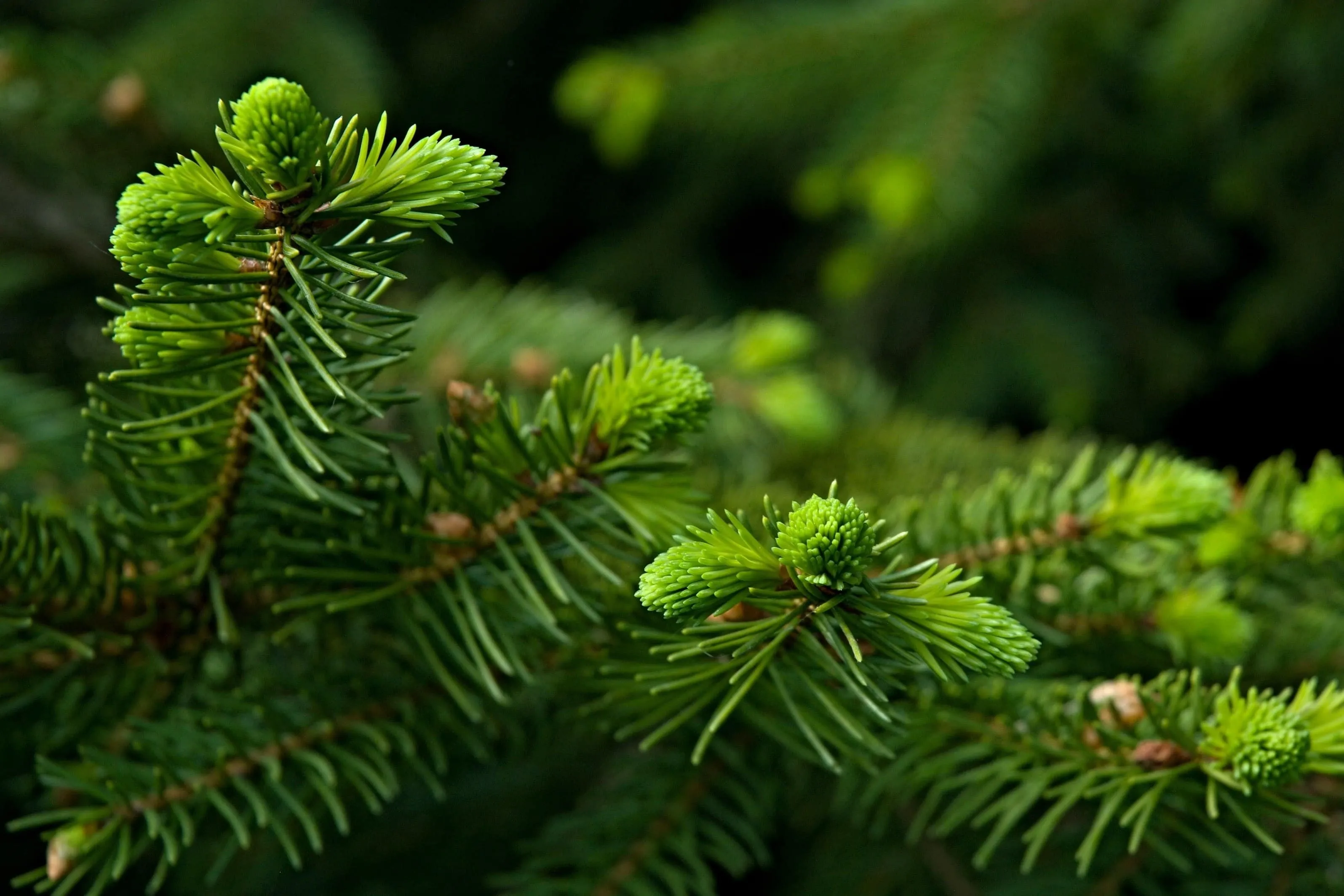 Close Up of Evergreen Branches in Natural Sunlight Wallpaper