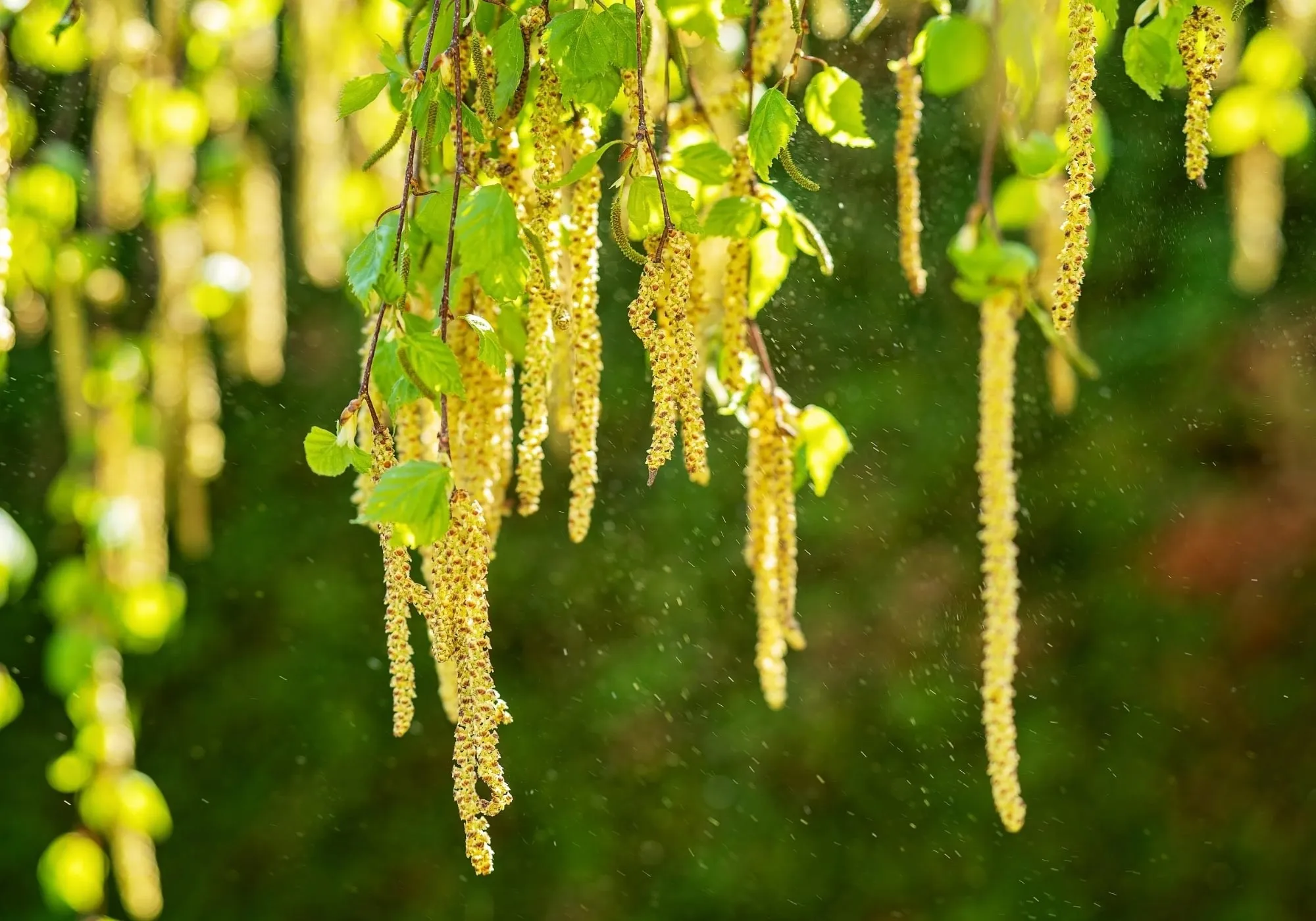 Close Up of a Forest Hanging Moss and Yellow Flower Strands