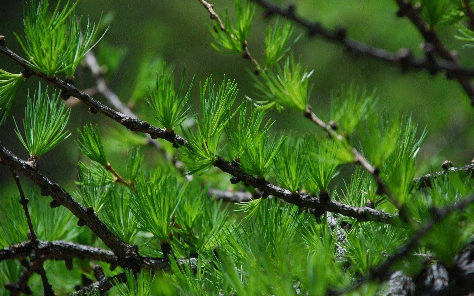 Close Up of Fresh Green Pine Needles in a Spring Forest