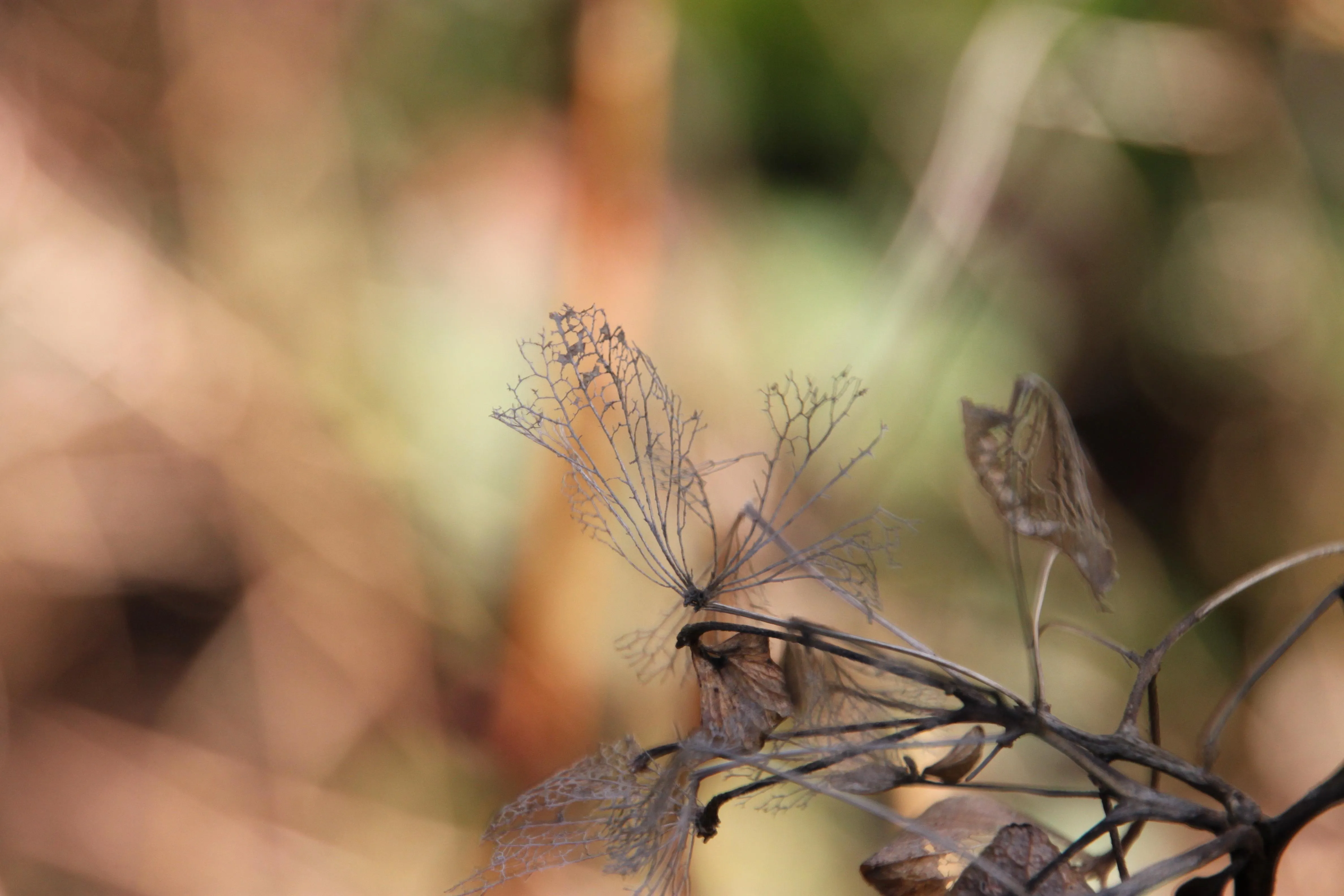 Close up macro photo of dewdrops on grass and flowers