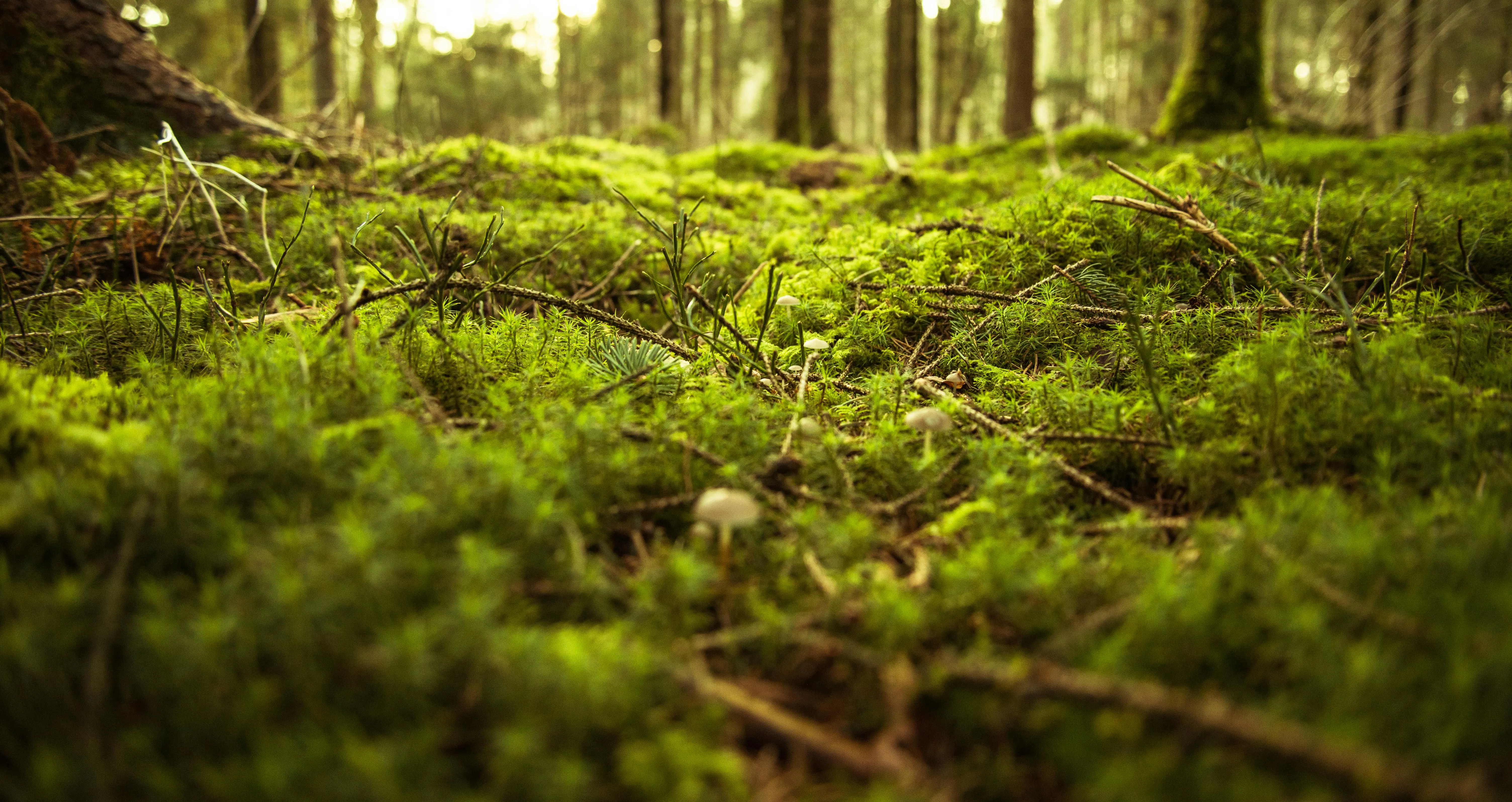 Close Up of Moss Covered Forest Floor with Soft Sunlight