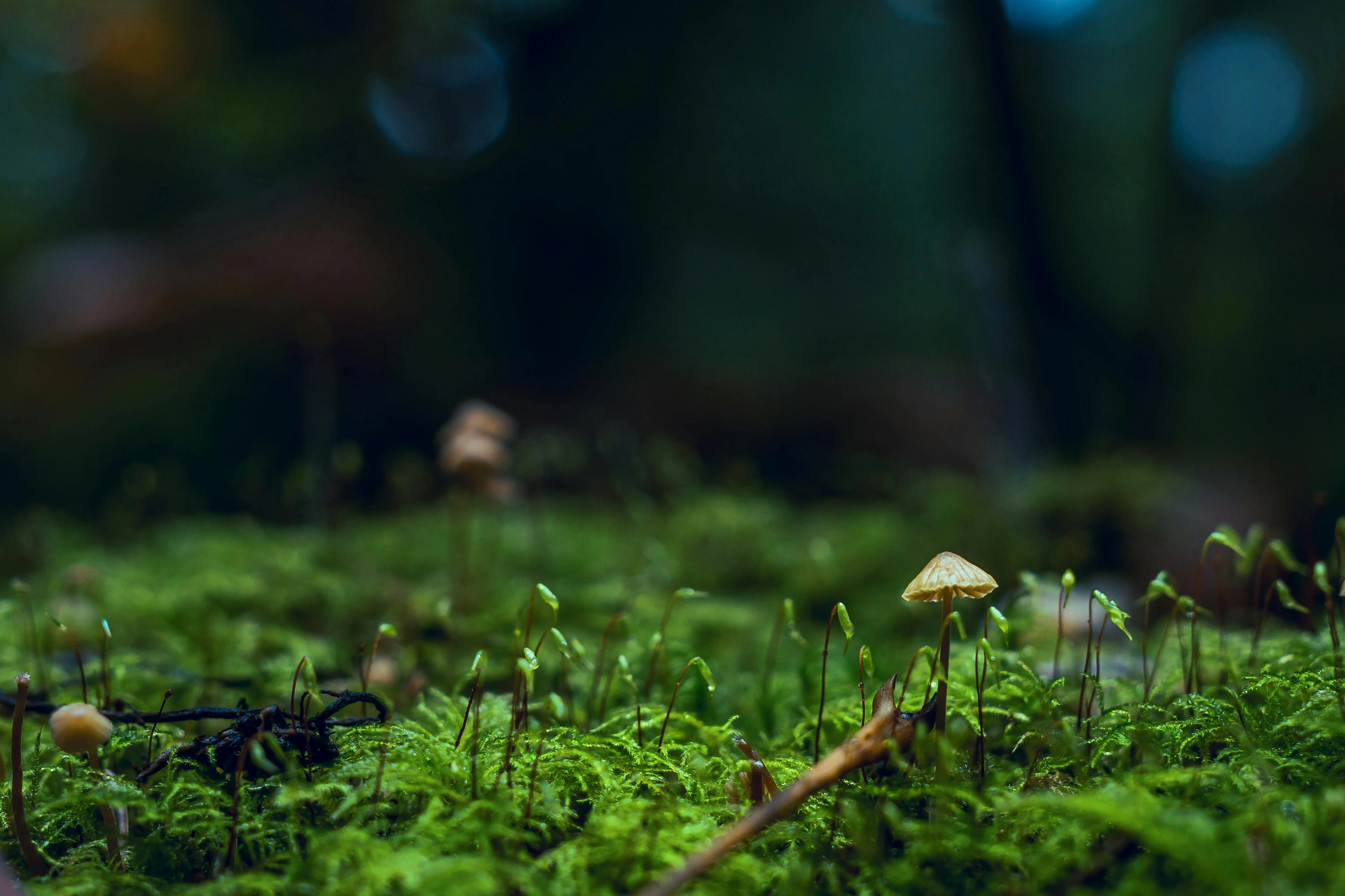 Close Up of Mushrooms Growing on a Forest Floor Wallpaper
