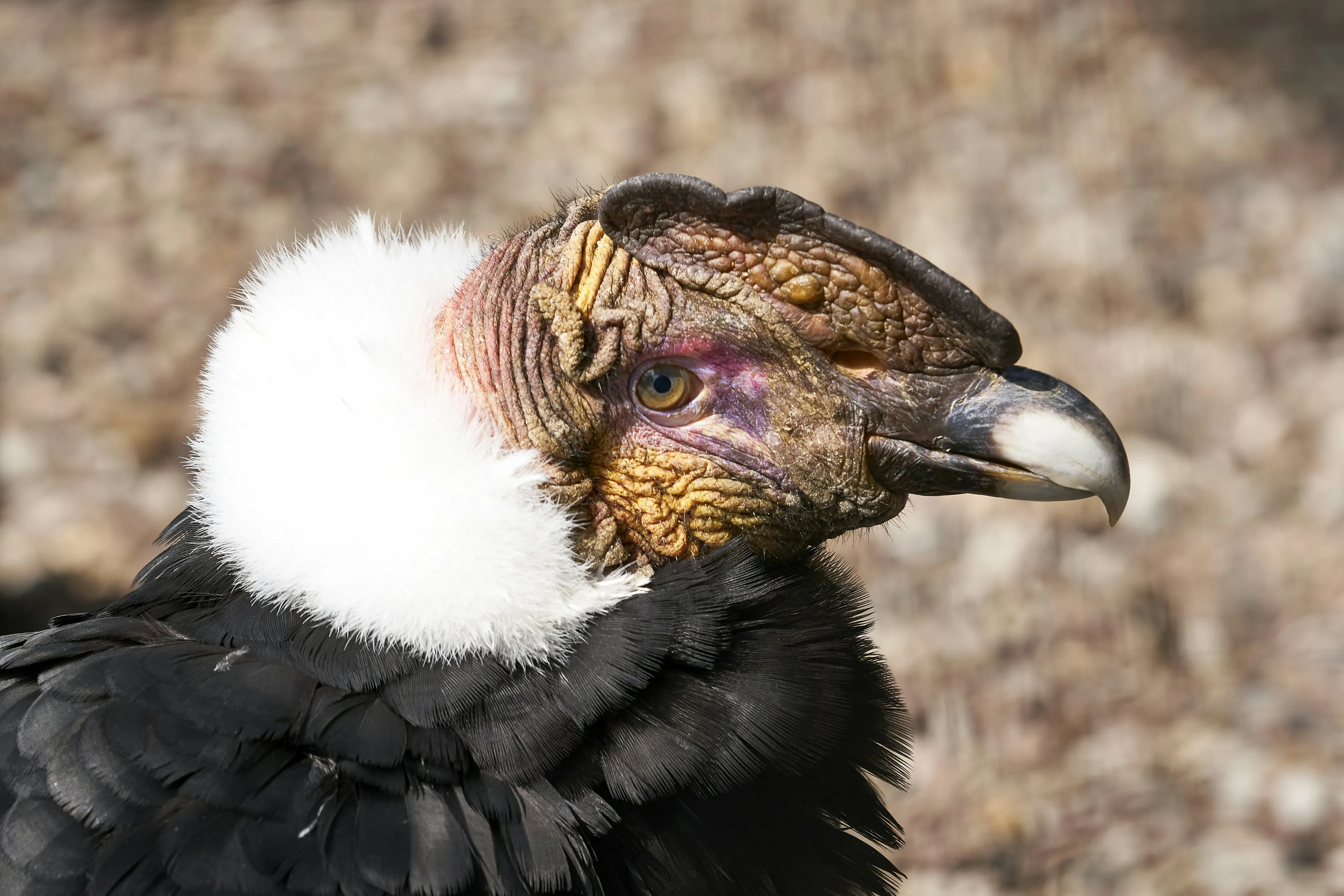 Close Up of Bird with Detailed Feathers and Bright Eye
