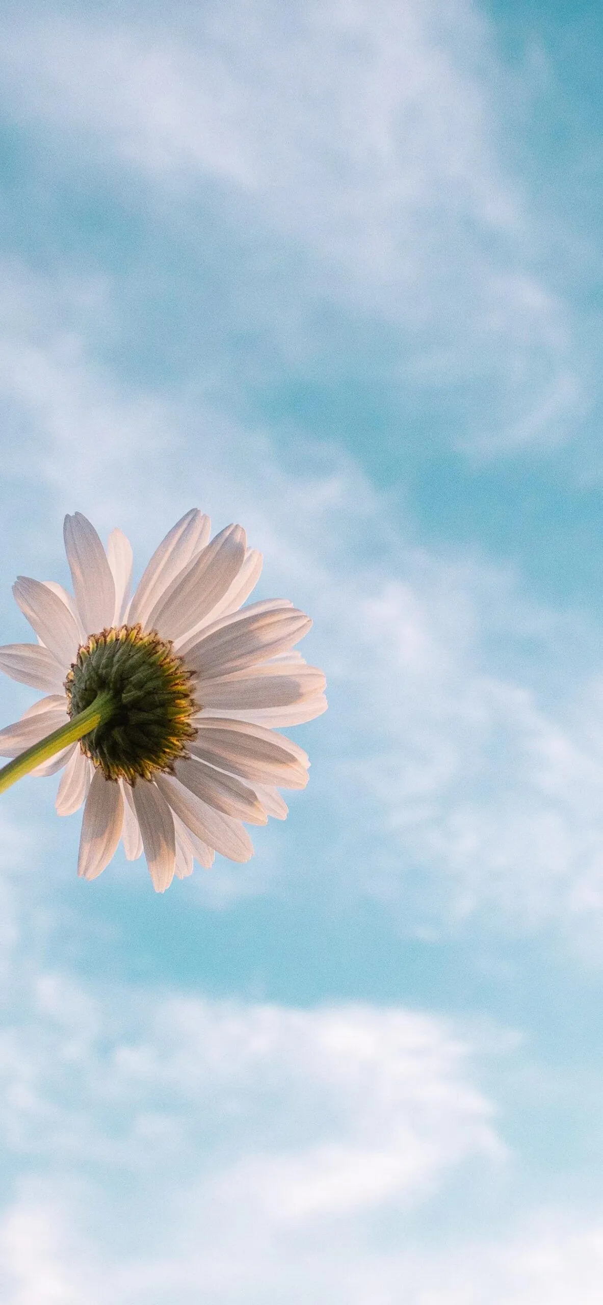 Close Up of Daisy Flower Against a Bright Cloudy Sky