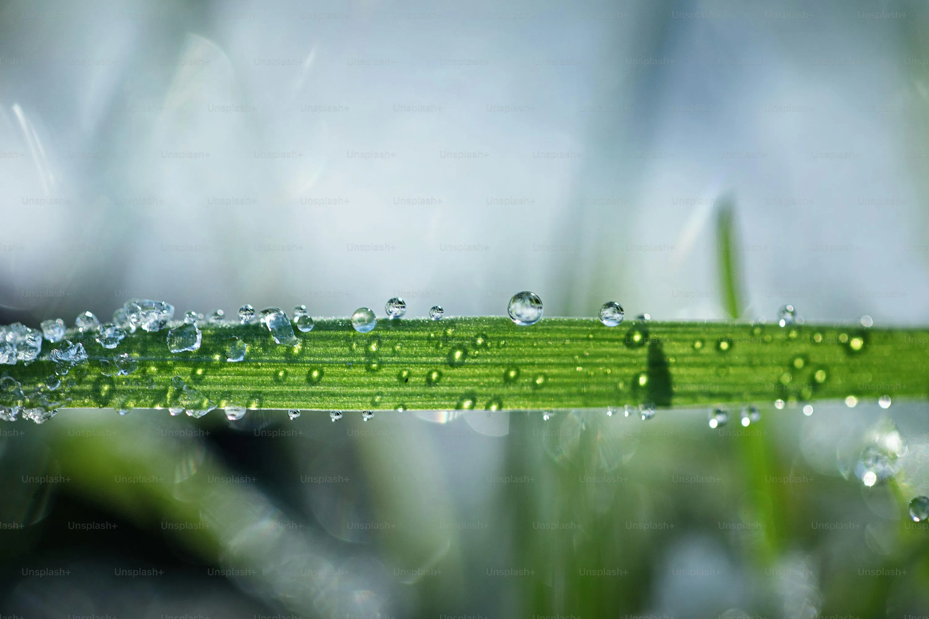 Close Up of Fresh Green Leaf with Water Droplets