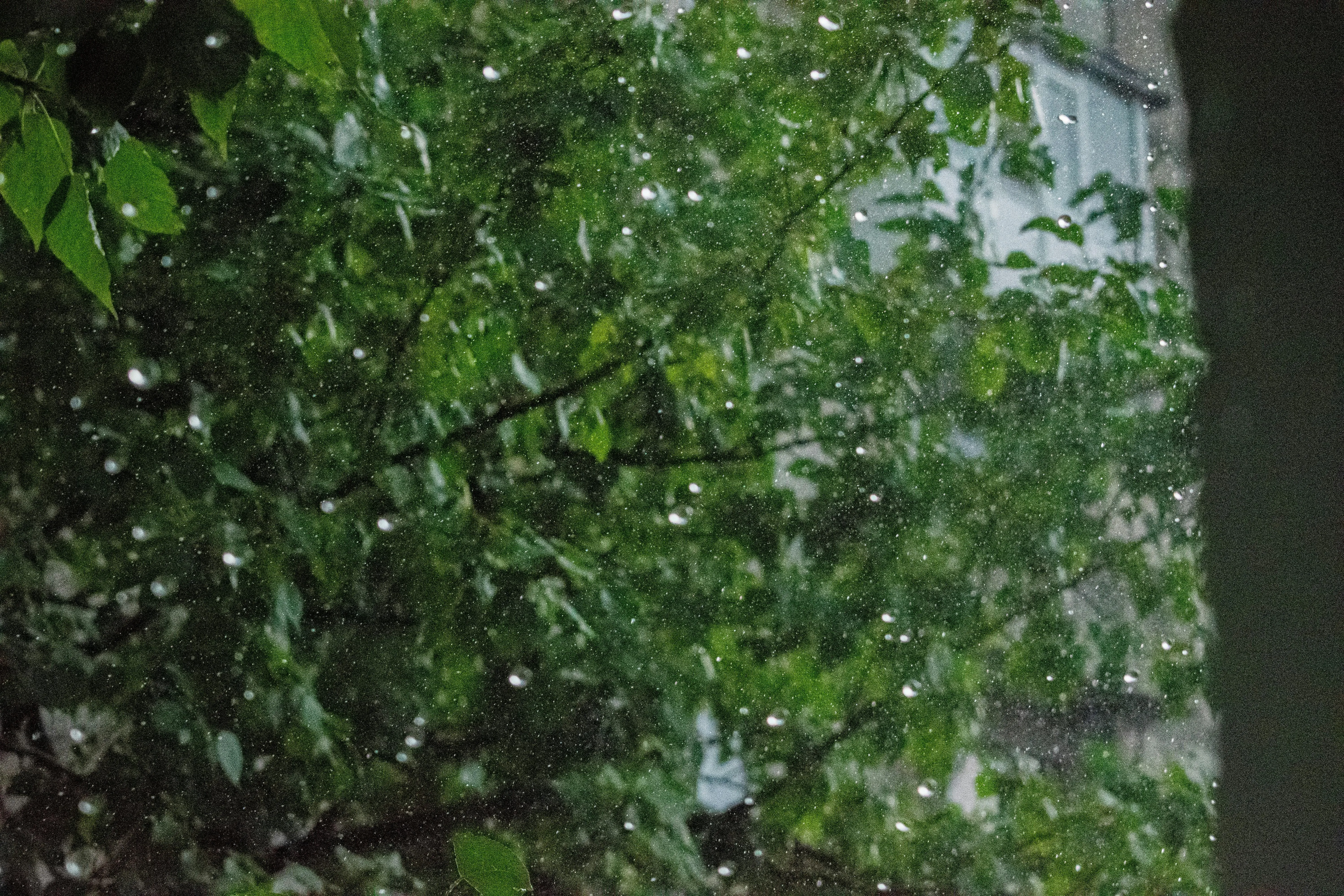 Close Up of Green Foliage in Rainy Weather Wallpaper