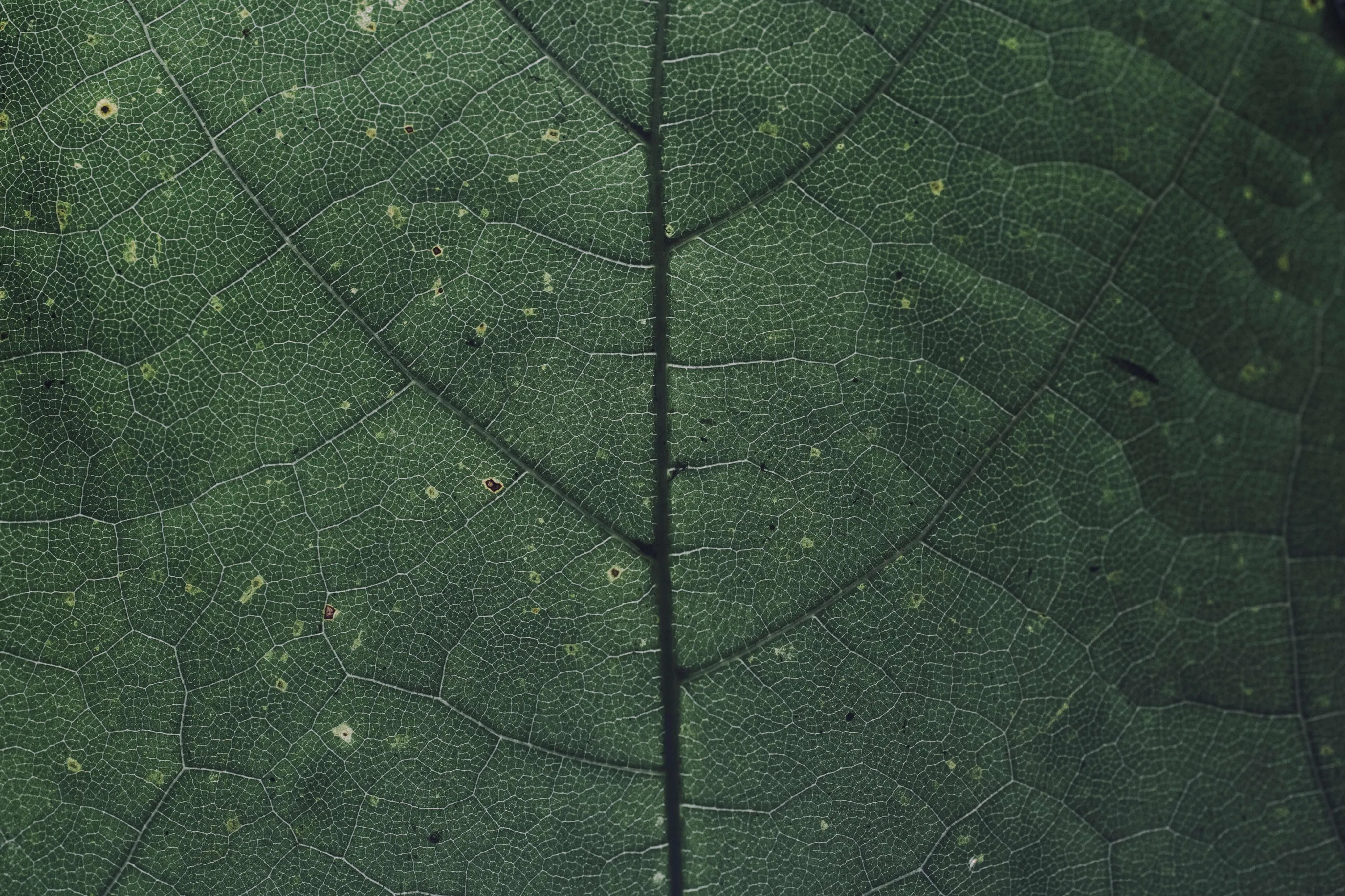 Close up of green leaf with visible veins free Wallpaper