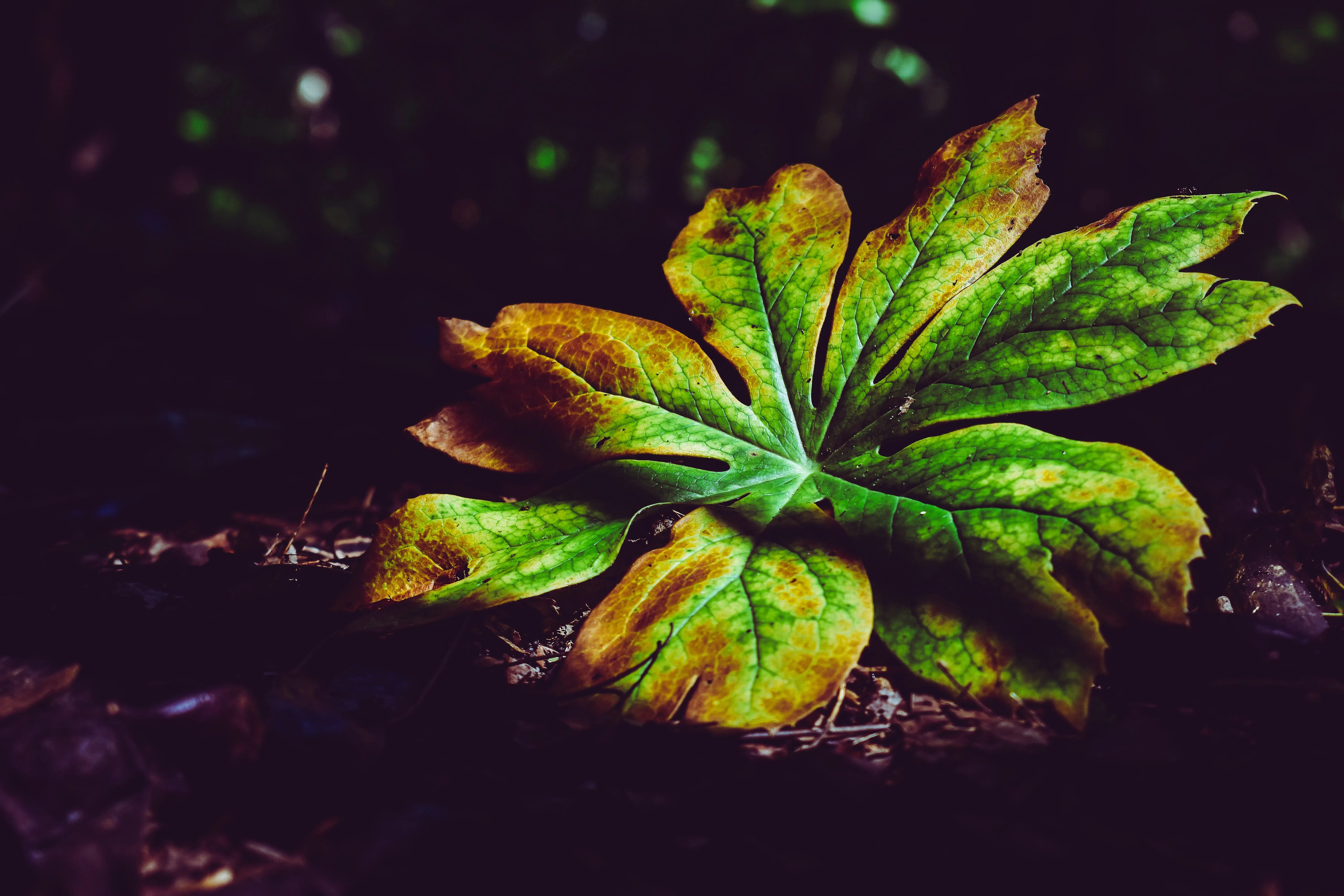 Close up of green plant glowing under soft evening light