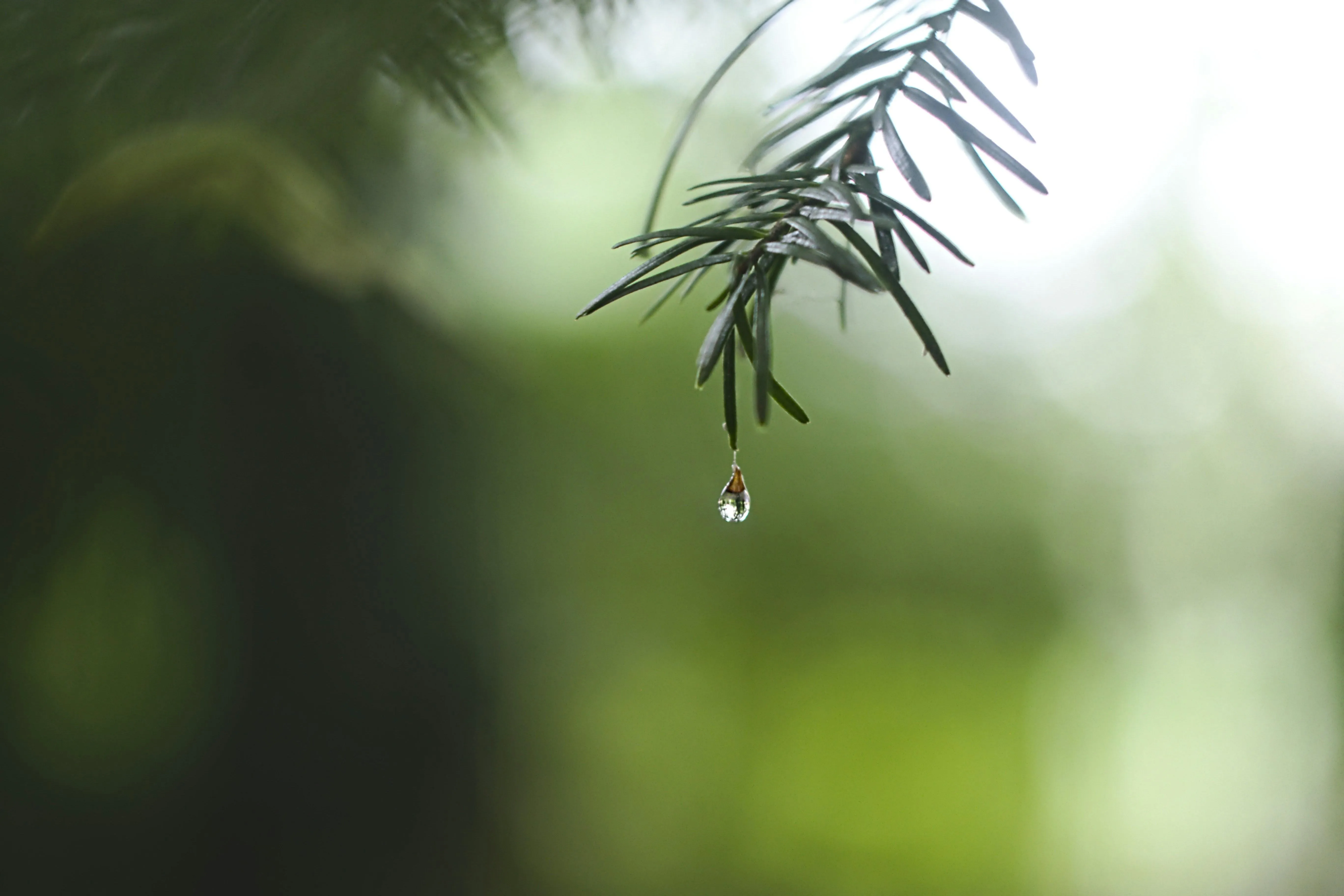 Close Up of Leaf with Water Drops Showing Natural Detail