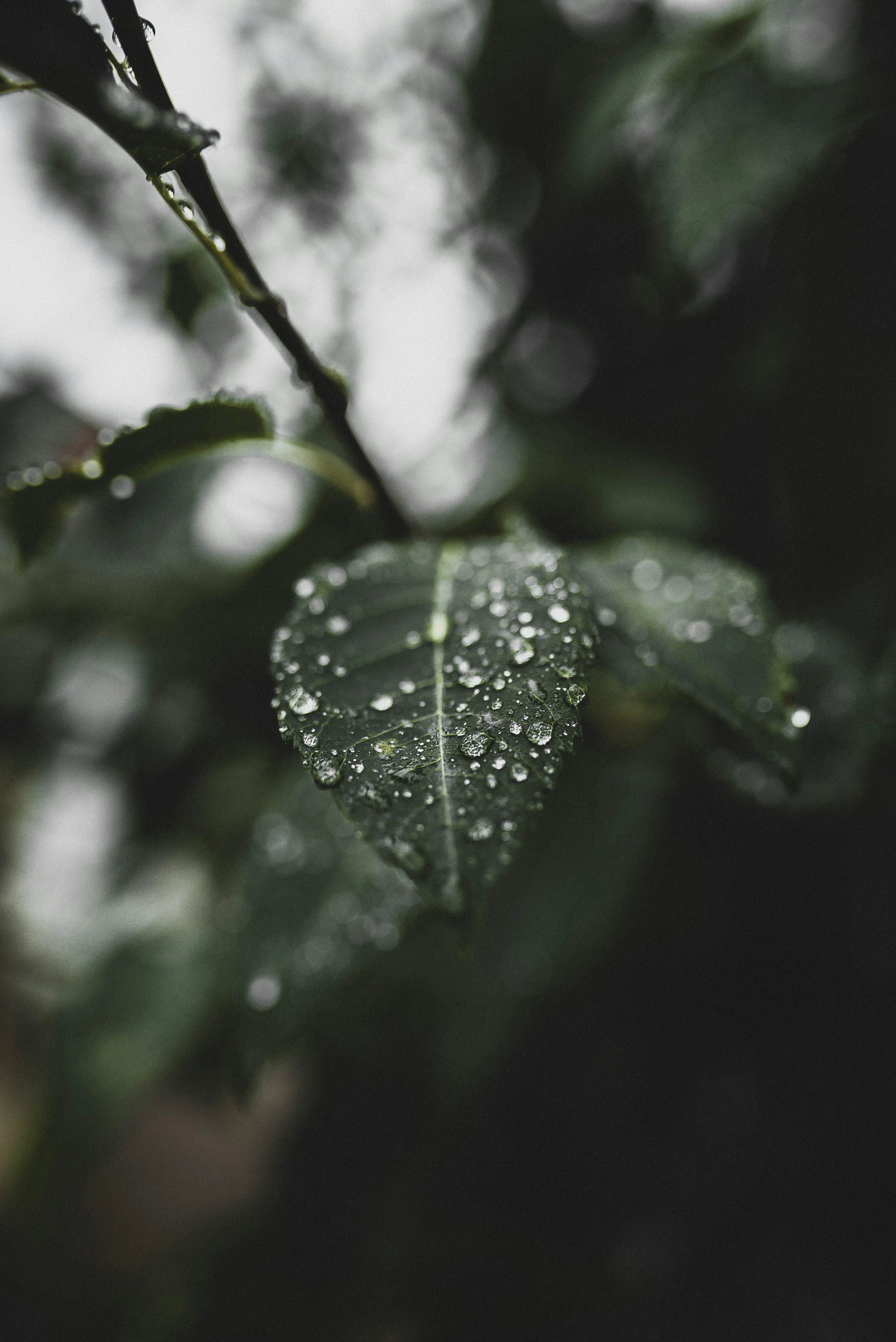 Close Up of Leaves Covered in Fresh Rain Drops Wallpaper