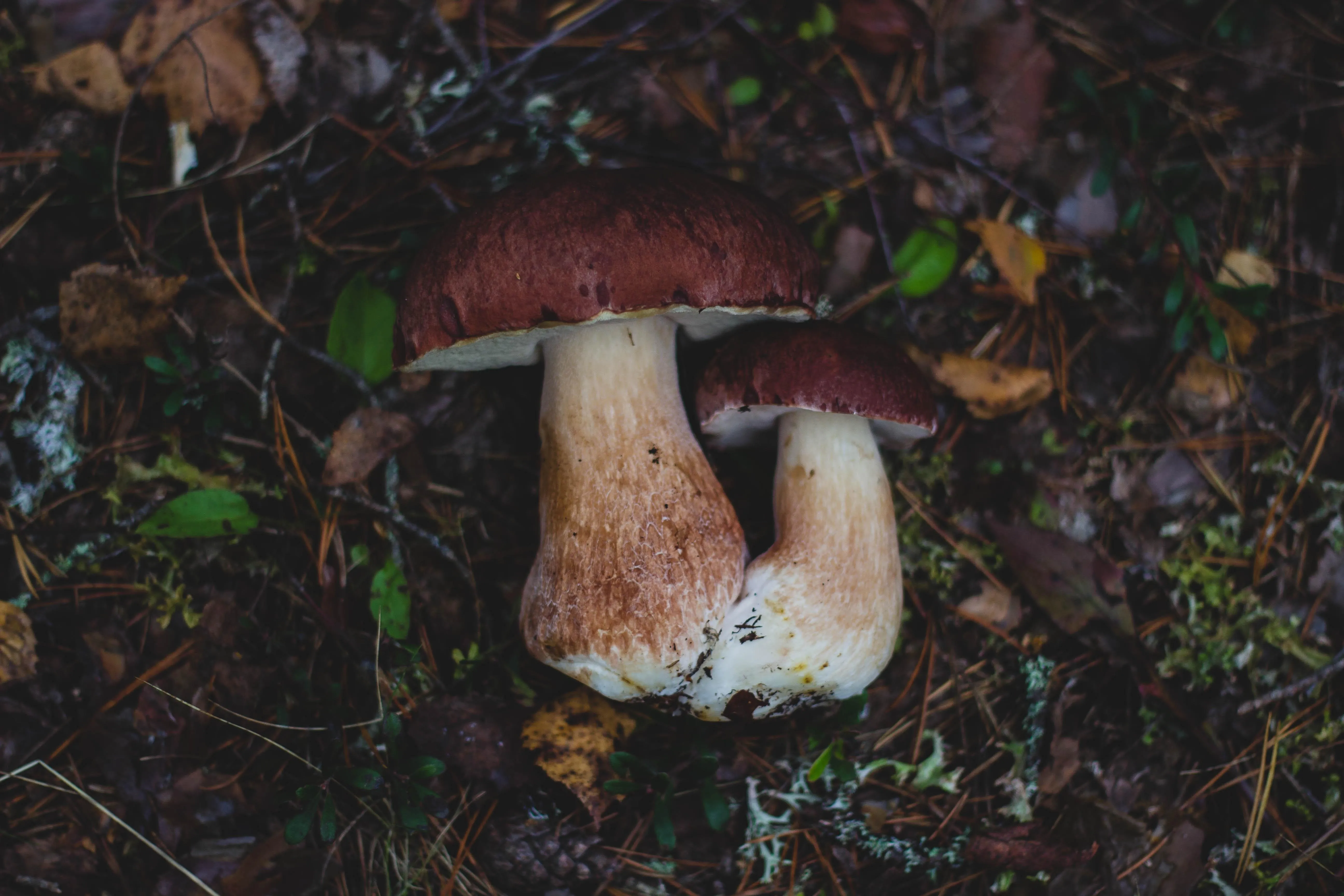 Close up of mushroom growing on dark forest floor image
