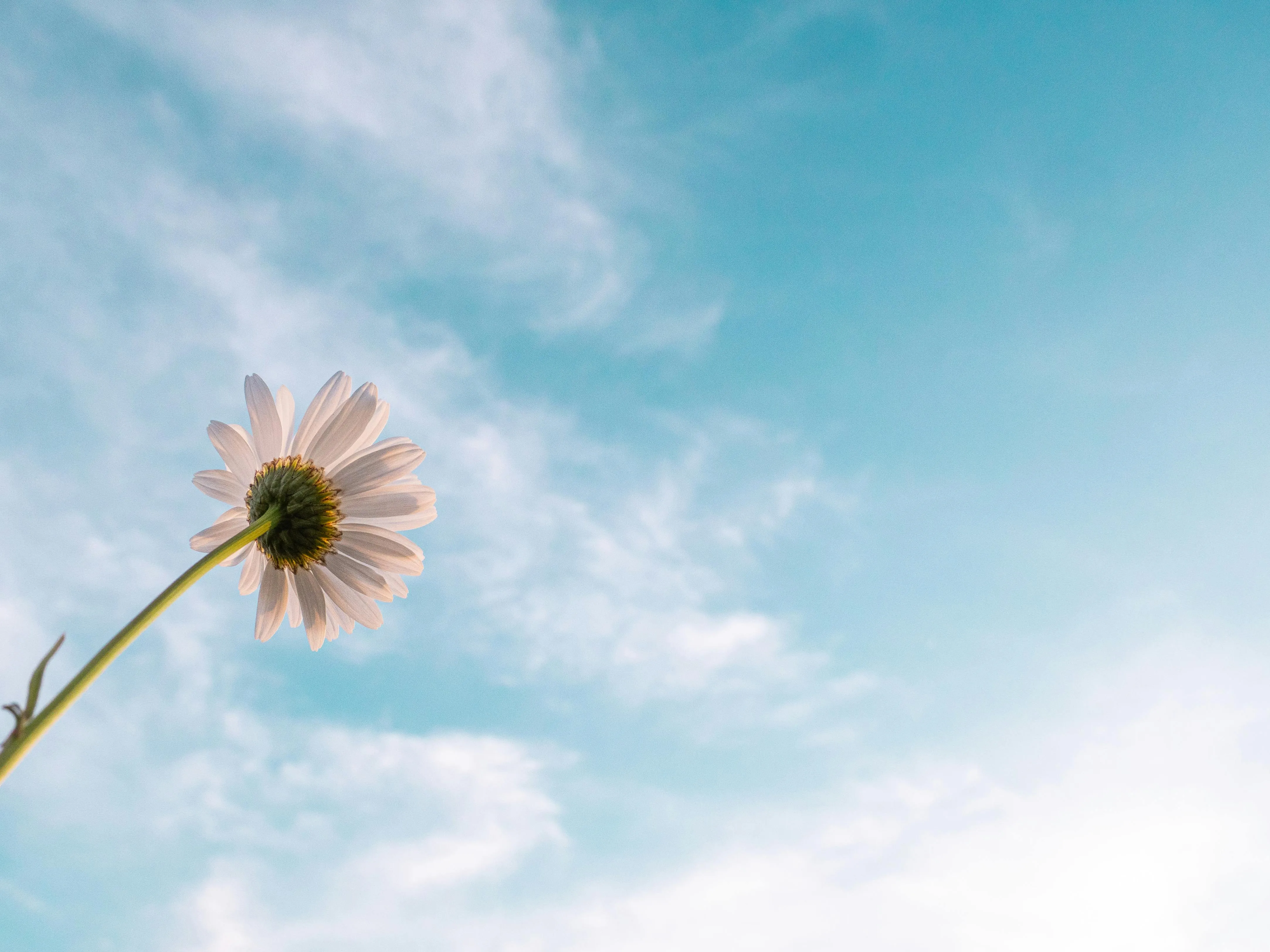 Close Up of White Flower Against Blue Cloudy Sky Wallpaper