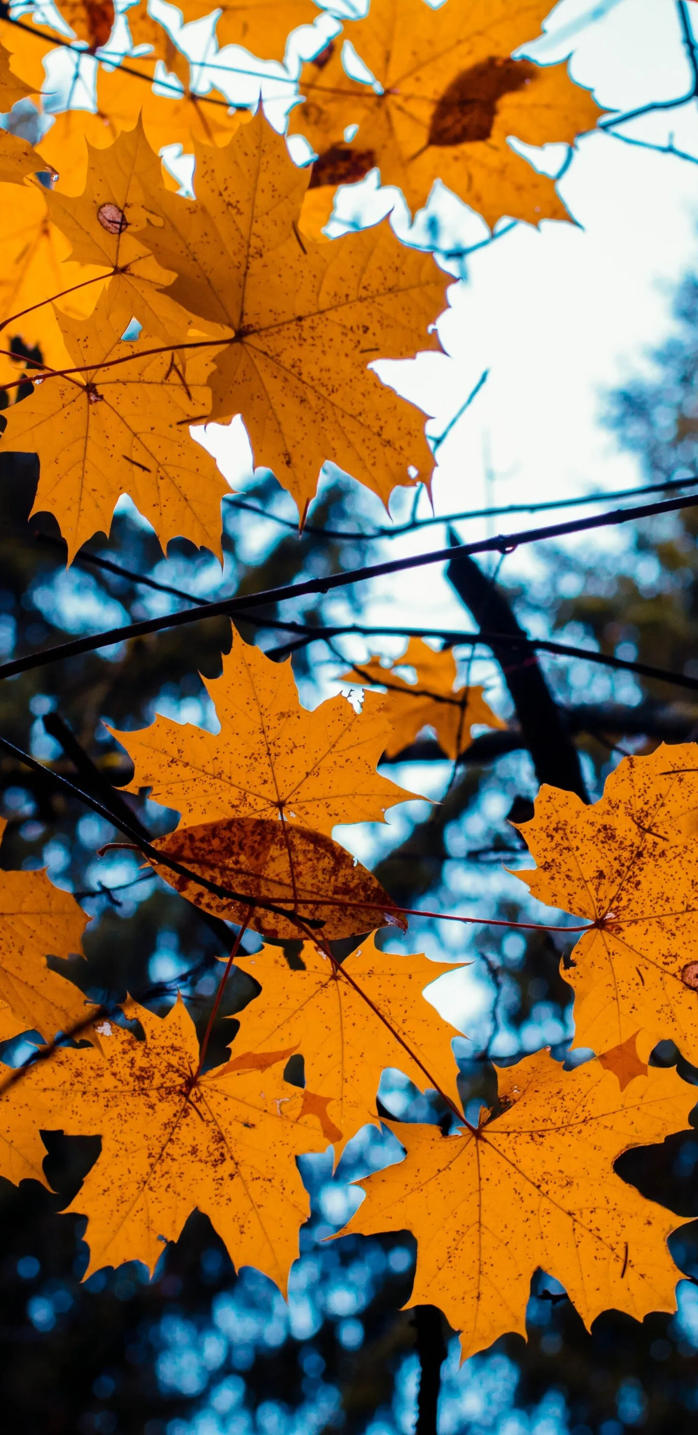Close Up of Orange Maple Leaves on the Forest Floor