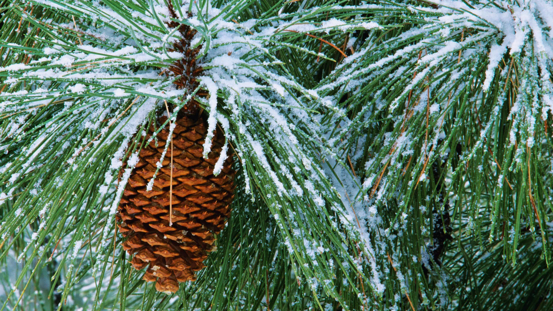 Close Up of a Pine Cone Dusted with Fresh Snow on a Branch