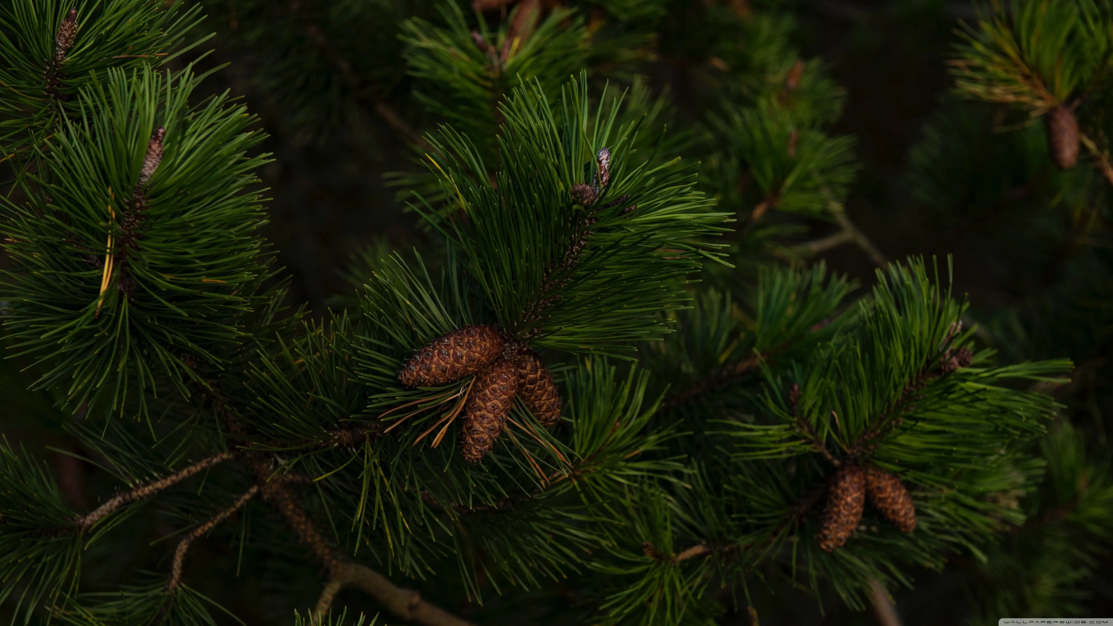 Close Up of Pine Tree Branches with Small Pine Cones