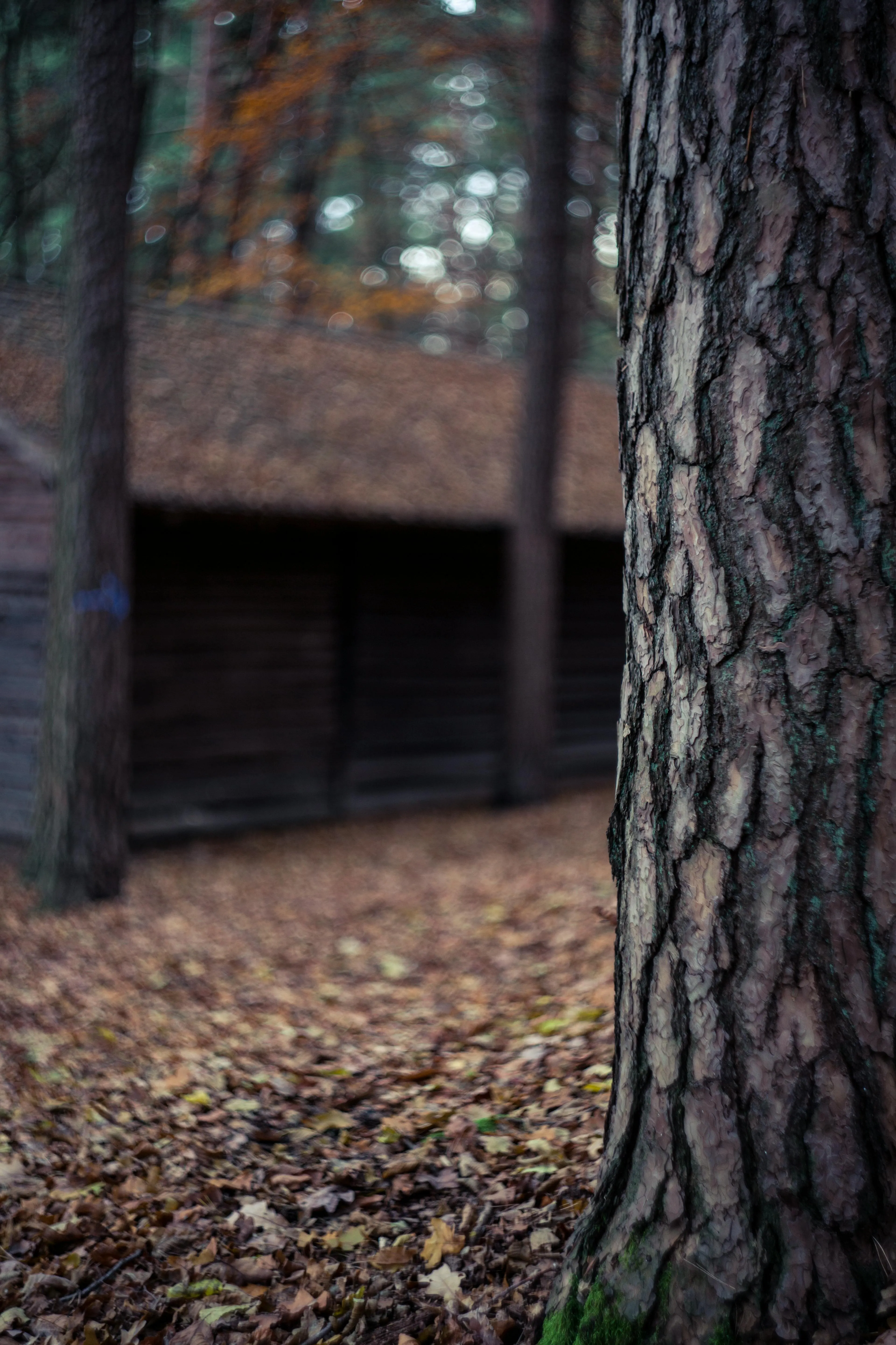 Close Up of Tree Bark in a Forest Near a Wooden House