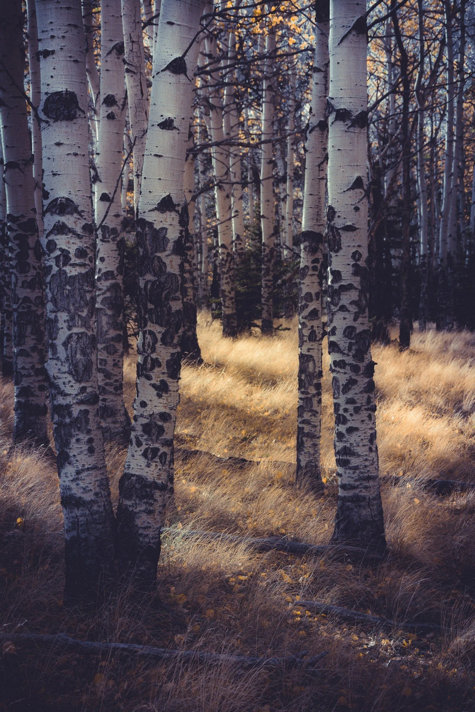 Close View of Birch Trees with Sun Casting a Warm Glow