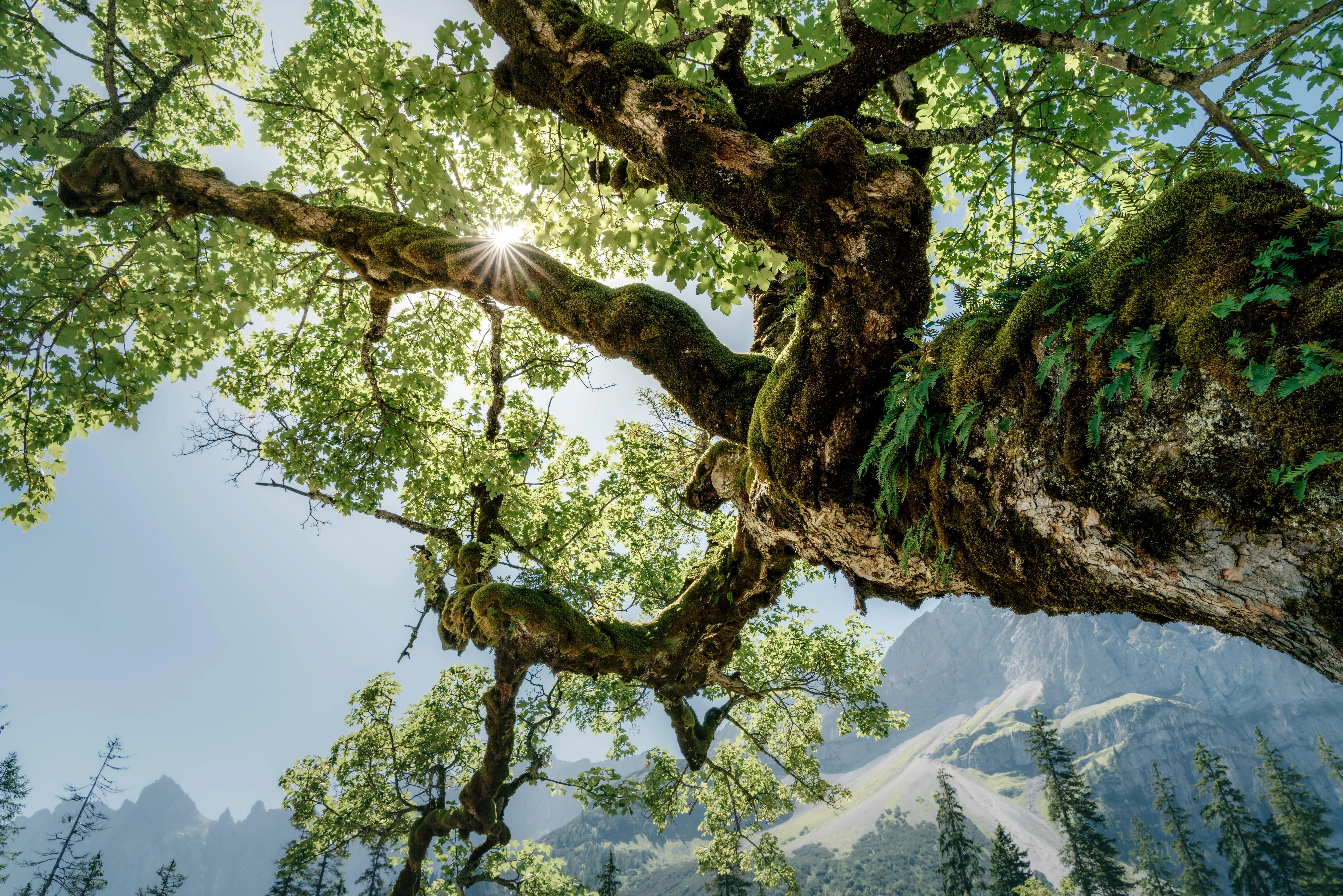 Close view of tree canopy with sunlit branches image