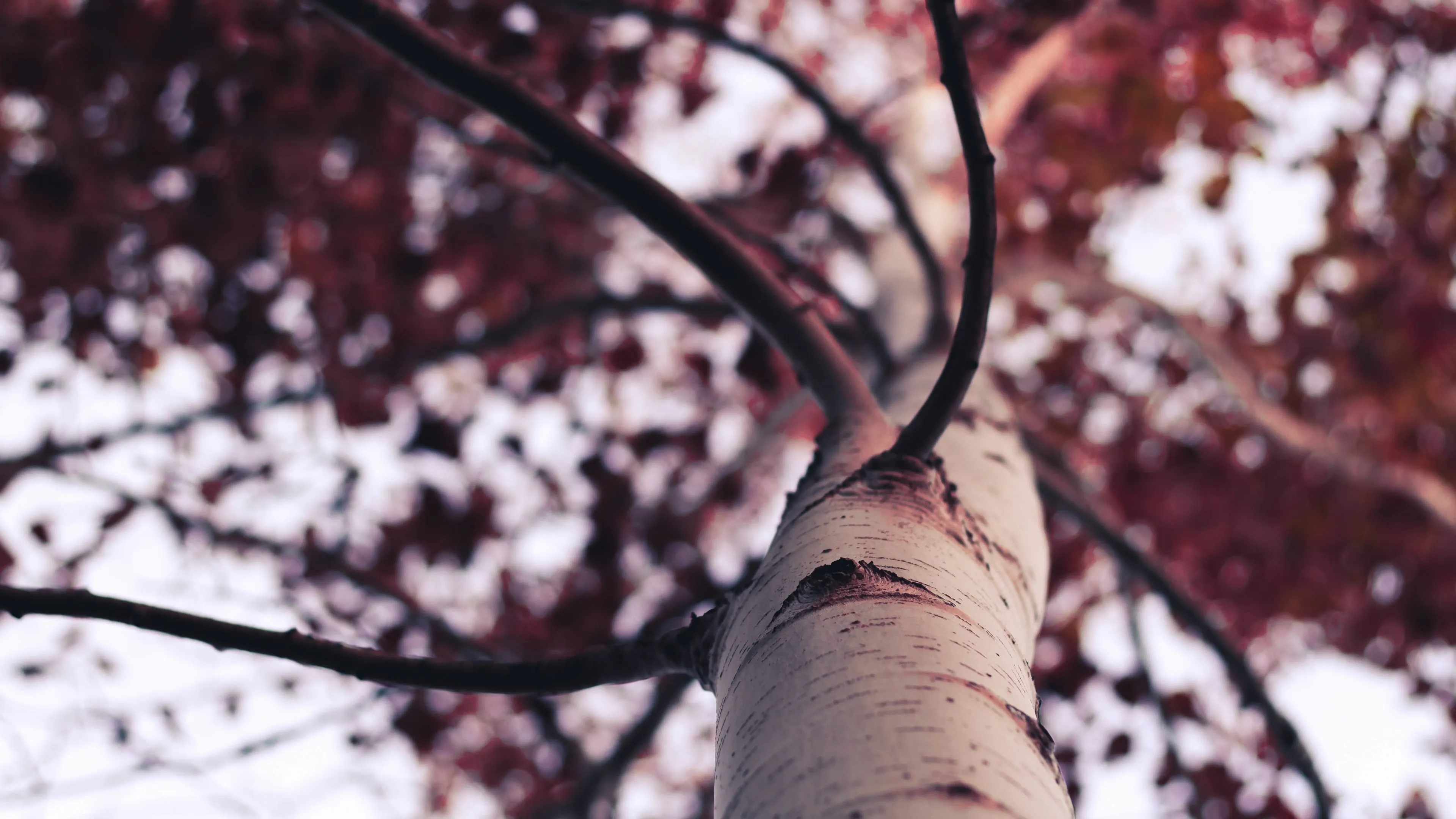 Close View of Red Leaves on a Tree in Early Autumn Wallpaper