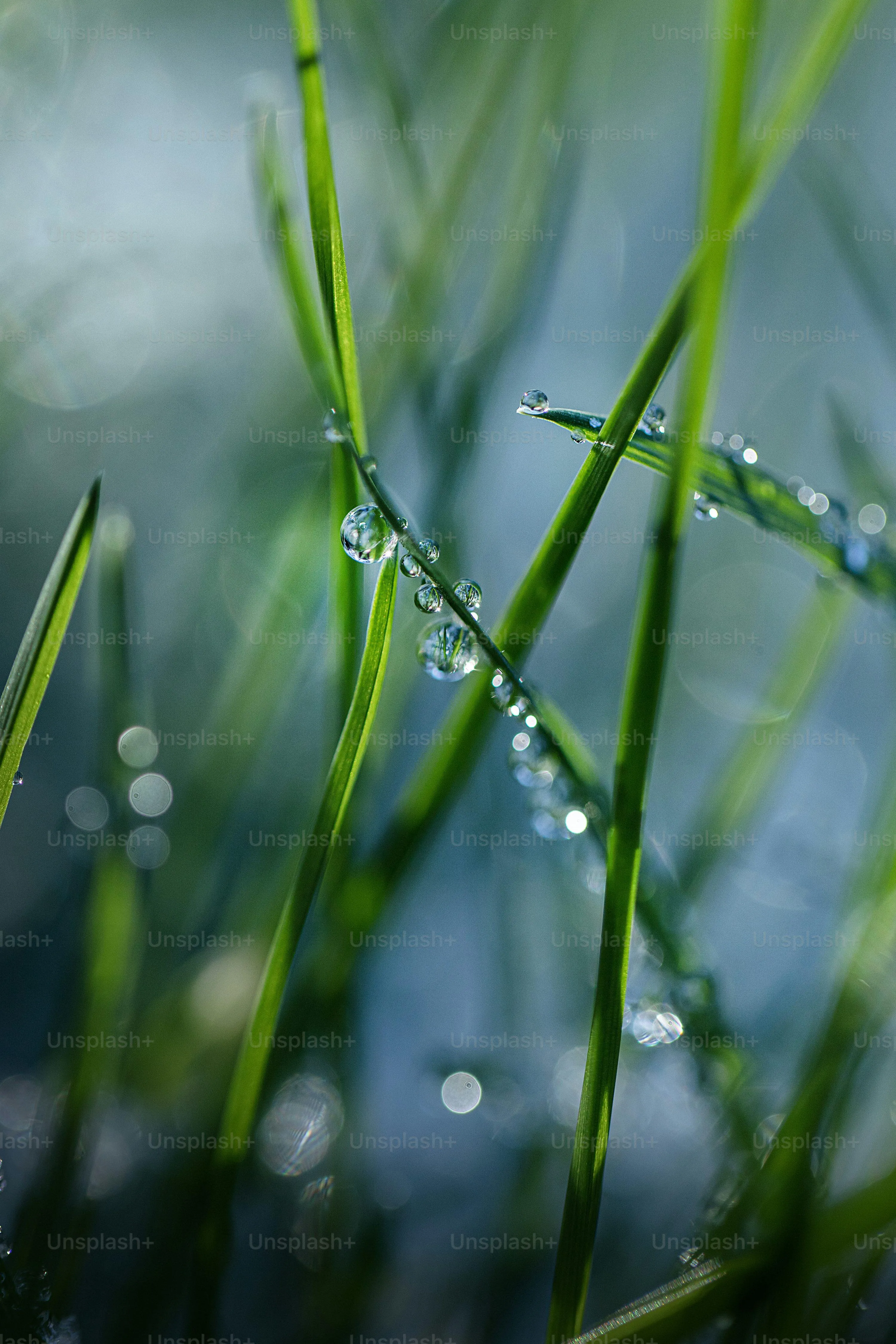 Closeup of Green Grass Blades with Rain Droplets Image