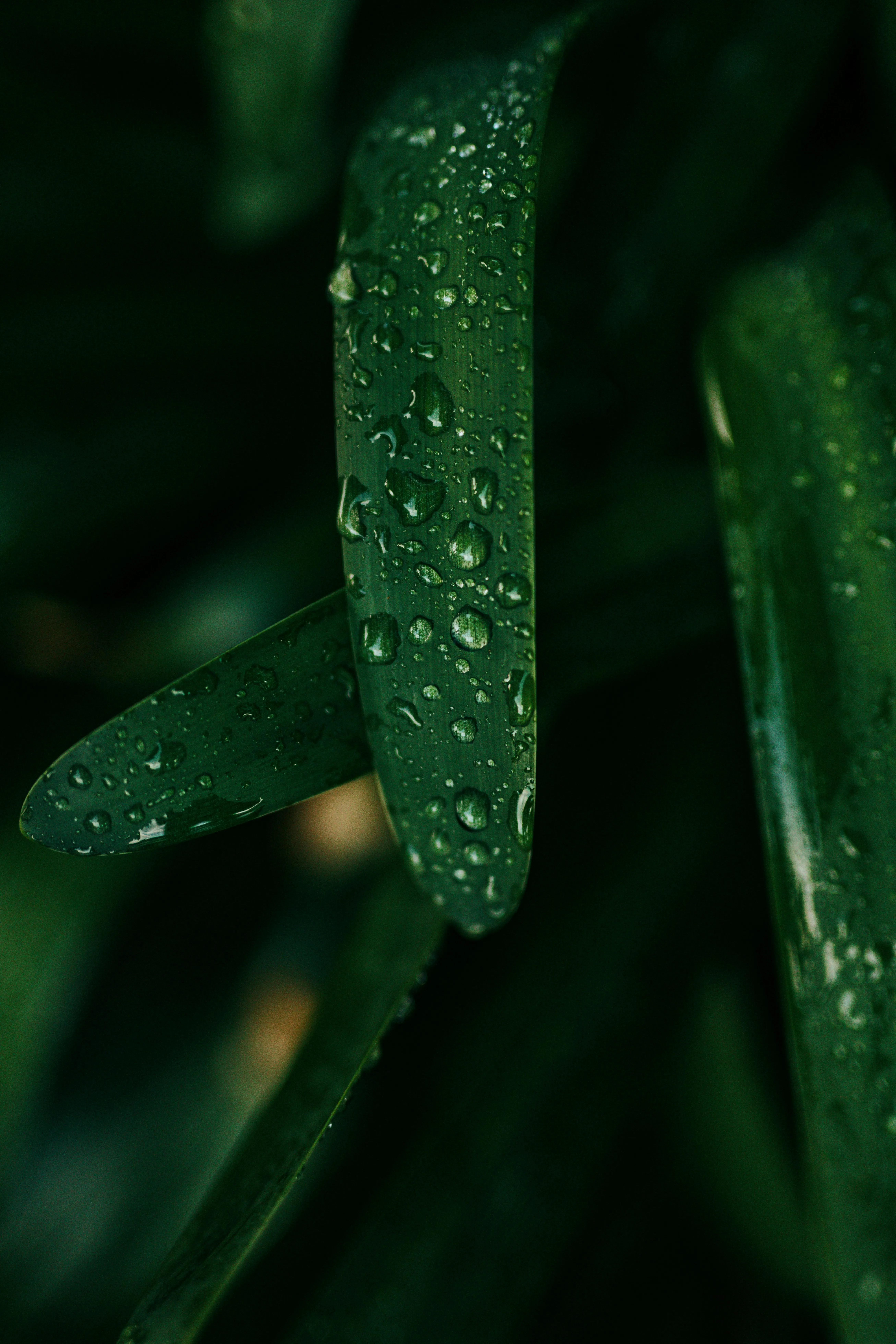 Closeup of Green Leaf with Water Drops in The Rain
