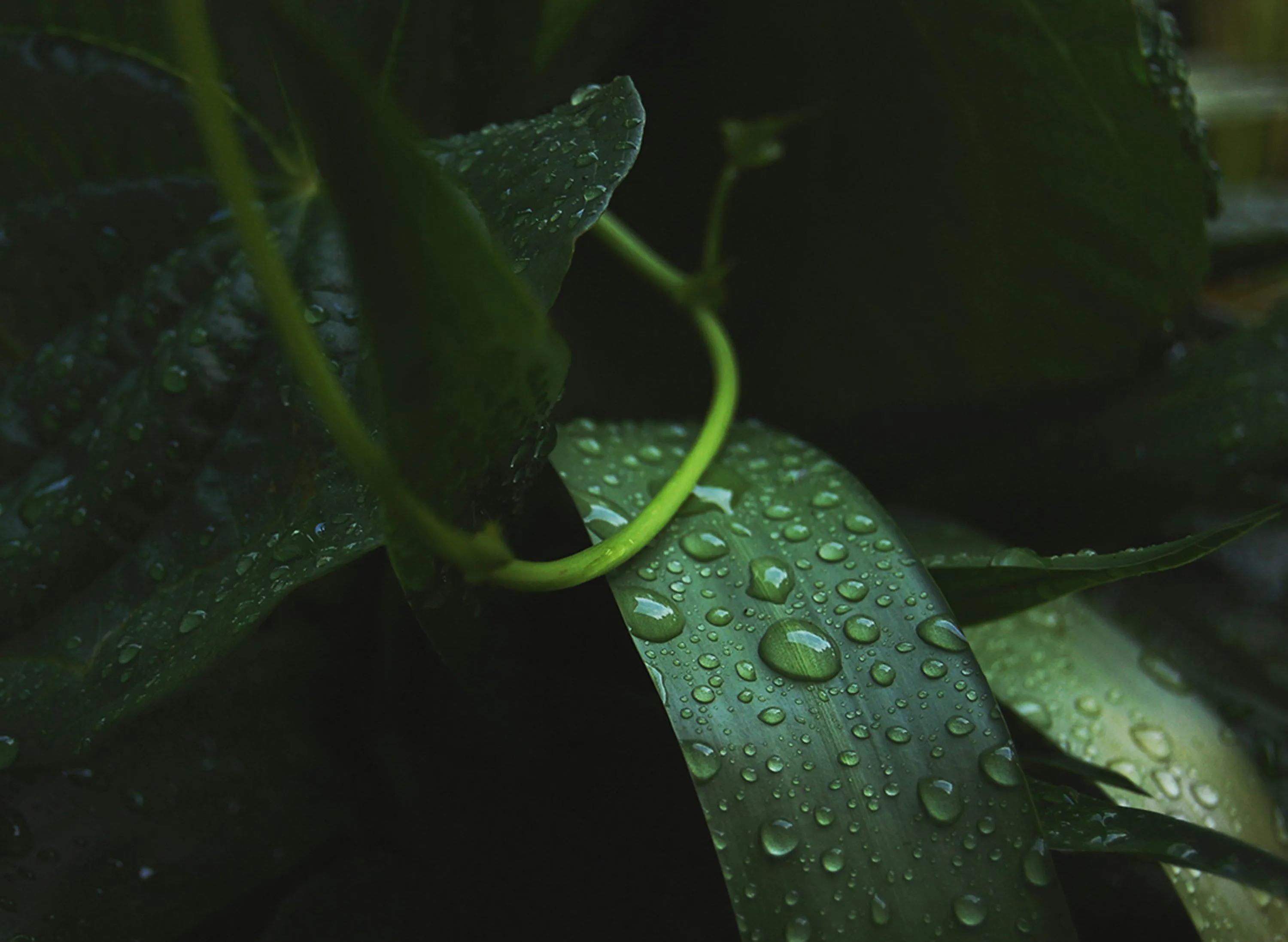 Closeup of Green Plant Leaves Covered with Raindrops