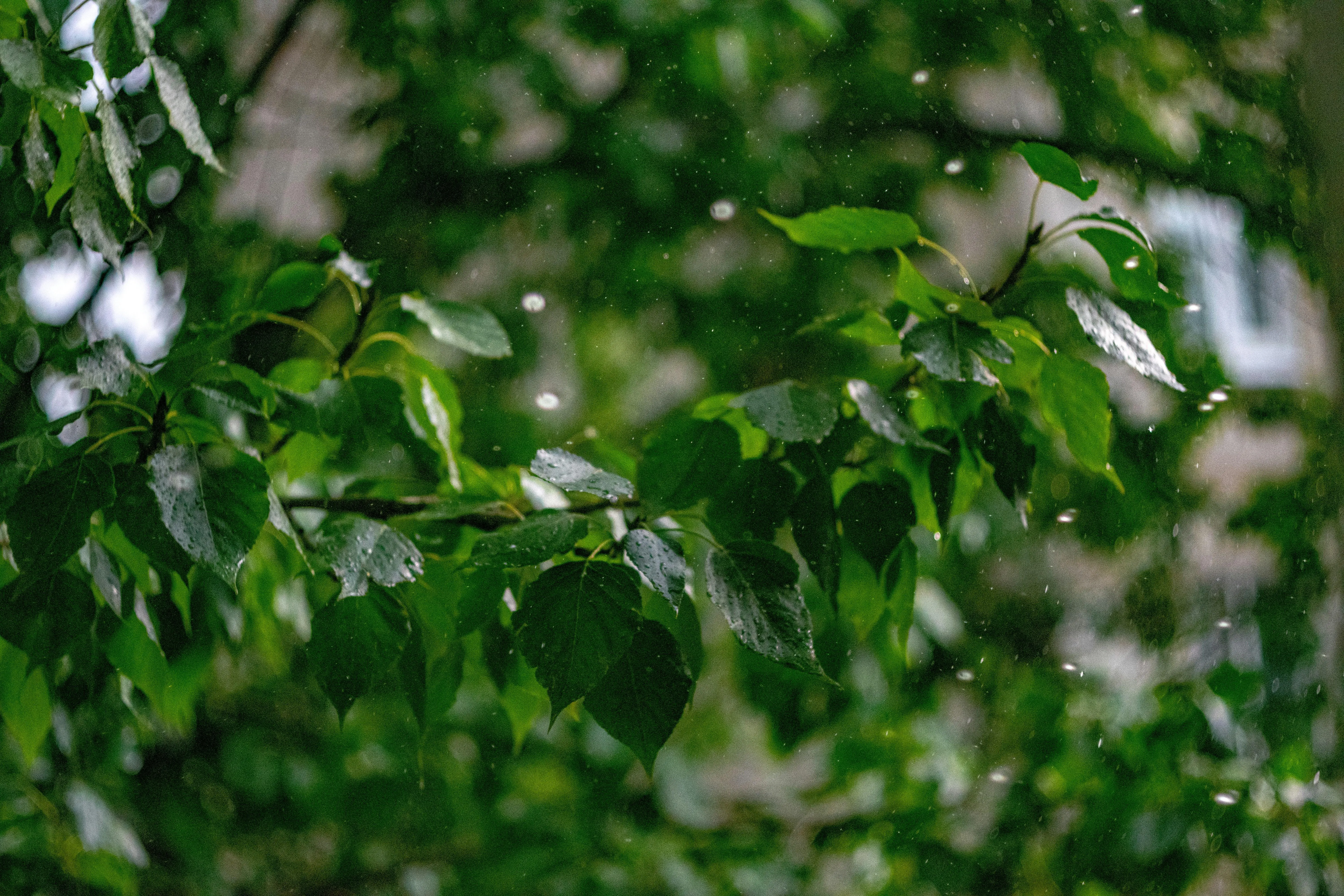 Closeup of Vibrant Green Leaves Wet From Rain Wallpaper