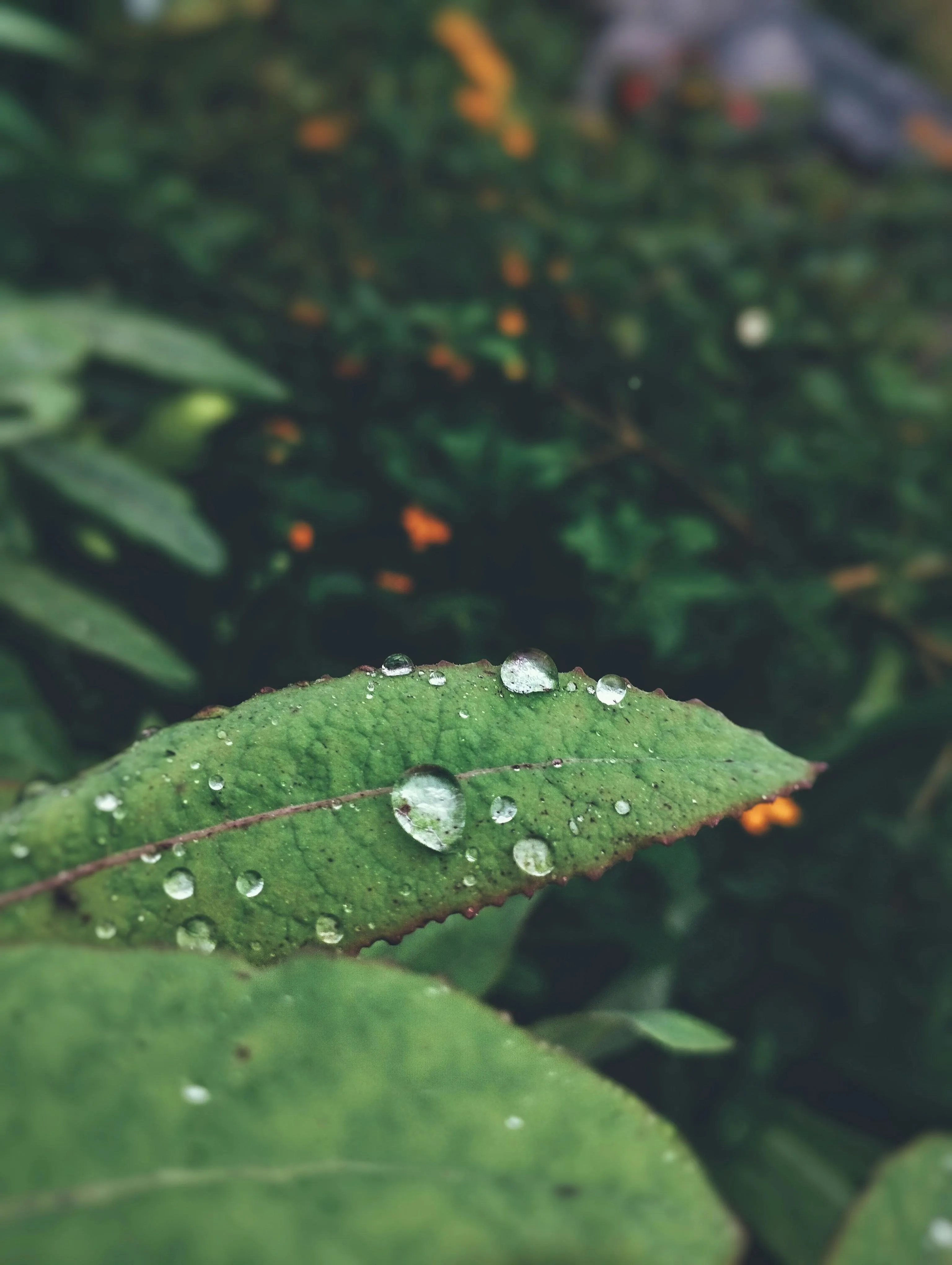 Closeup of Water Droplets on Green Leaf in Rain