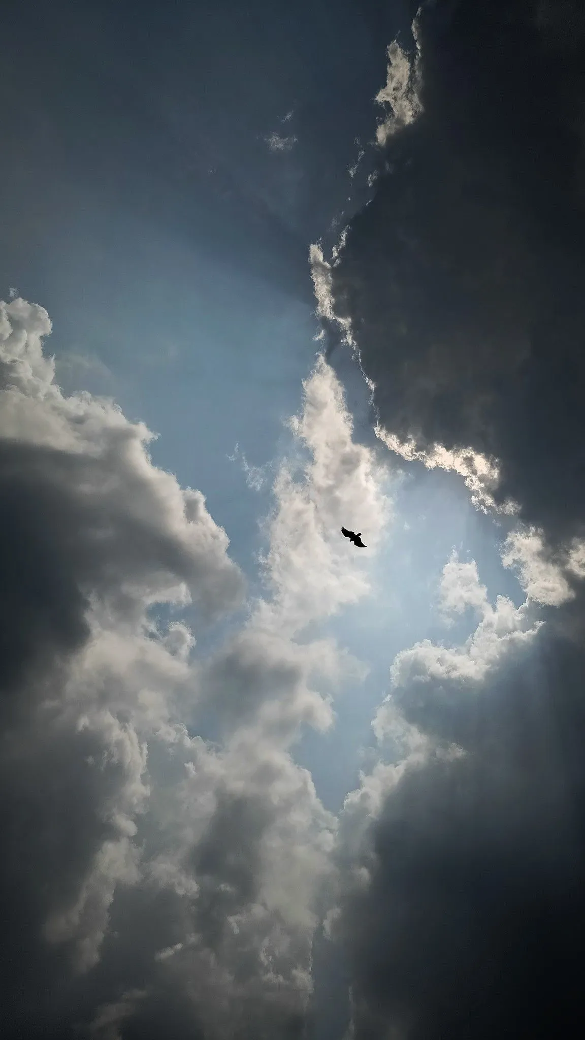 Cloud Streaks and Sun Rays in a Stormy Sky with Flying Bird
