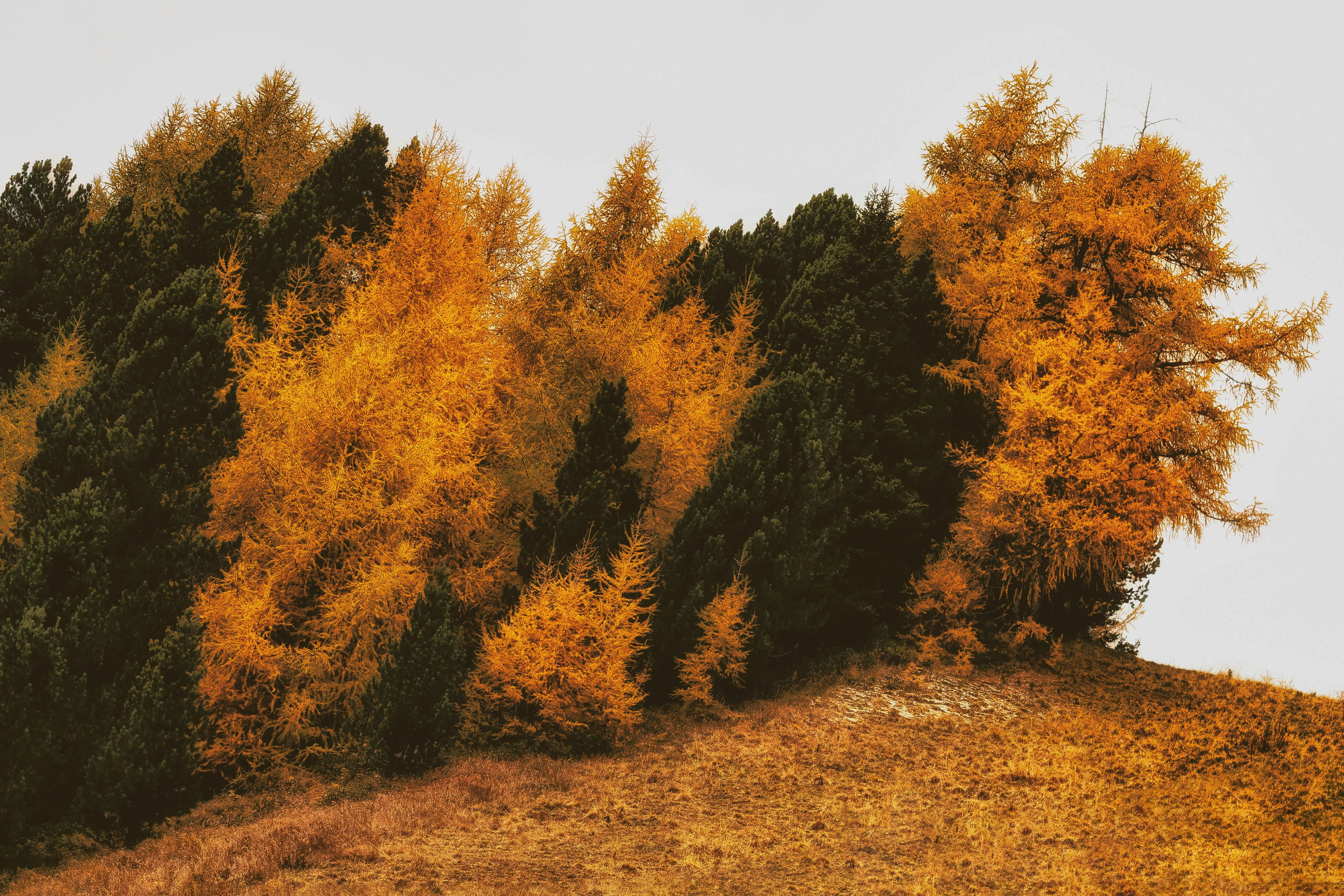 Cluster of Autumn Trees with Bright Orange and Green Leaves