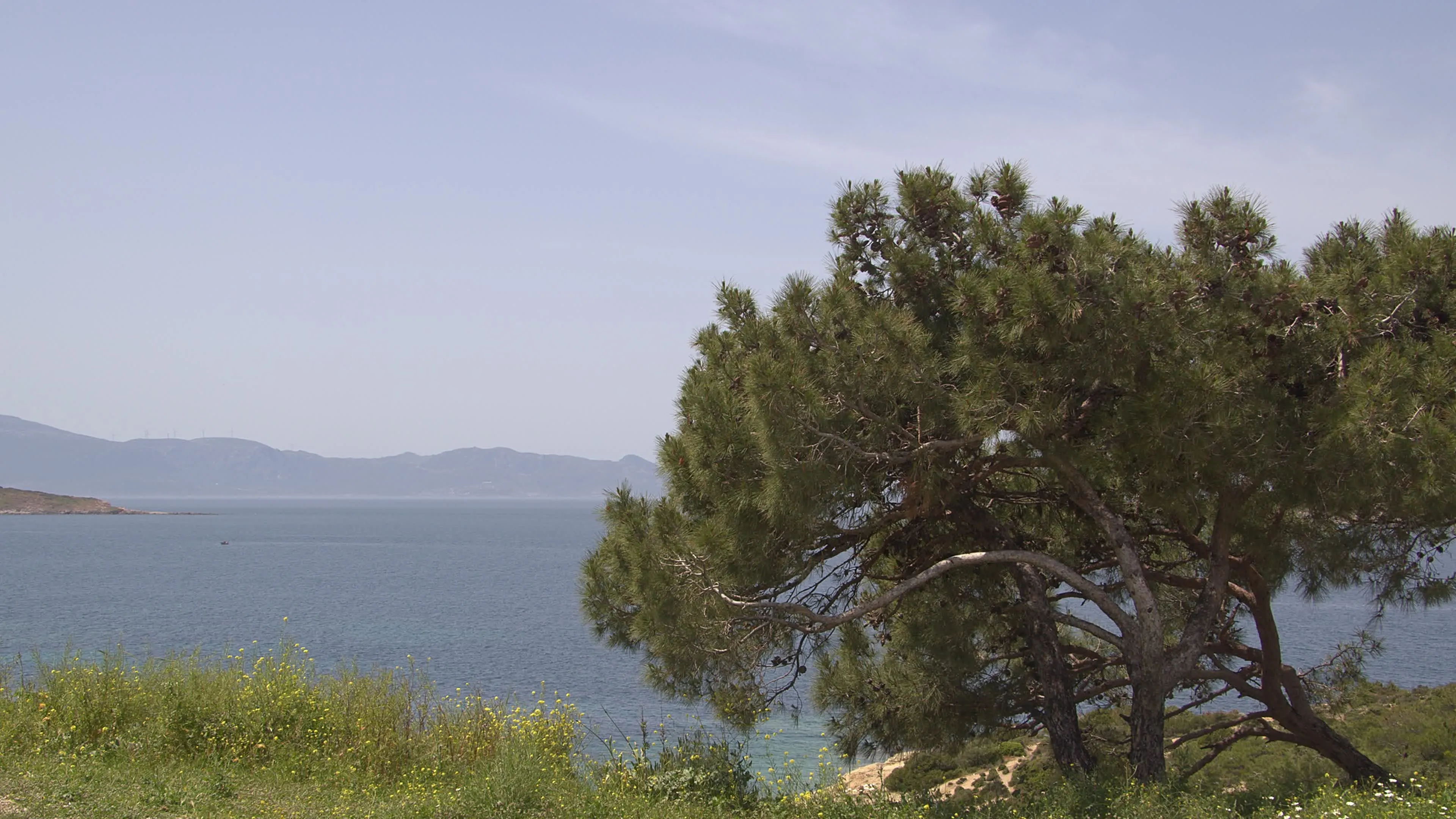 Coastal Tree View Over the Ocean Under a Clear Blue Sky