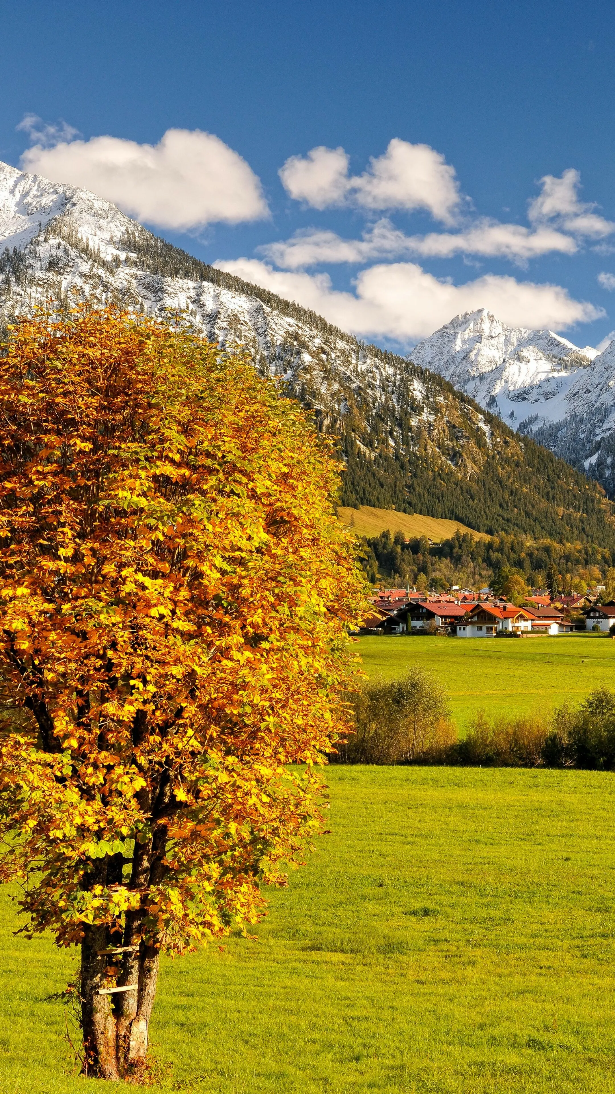 Colorful Autumn Tree Stands Before Snowy Mountain Wallpaper