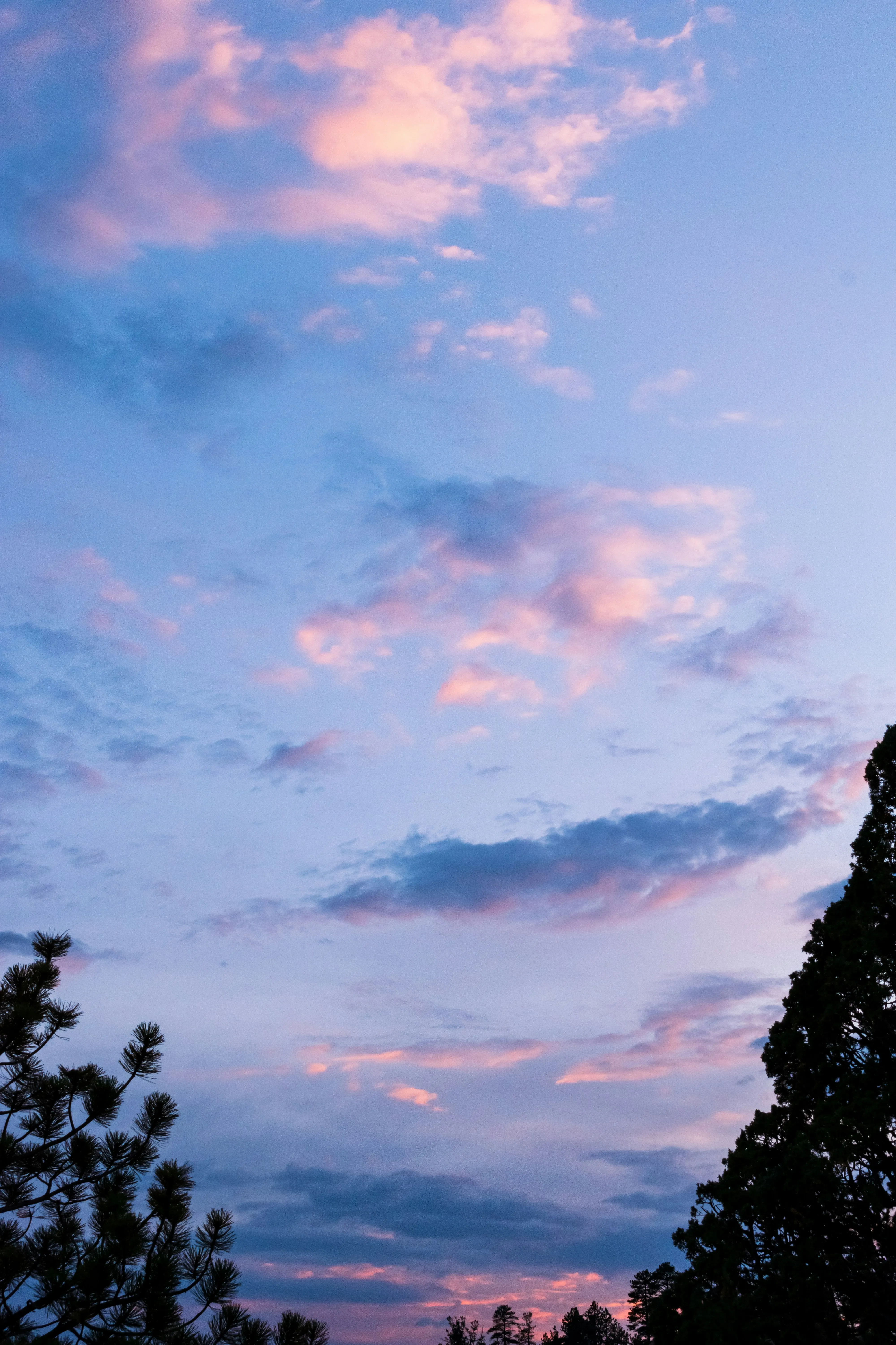 Colorful Sunset Sky with Trees in Foreground View HD Image